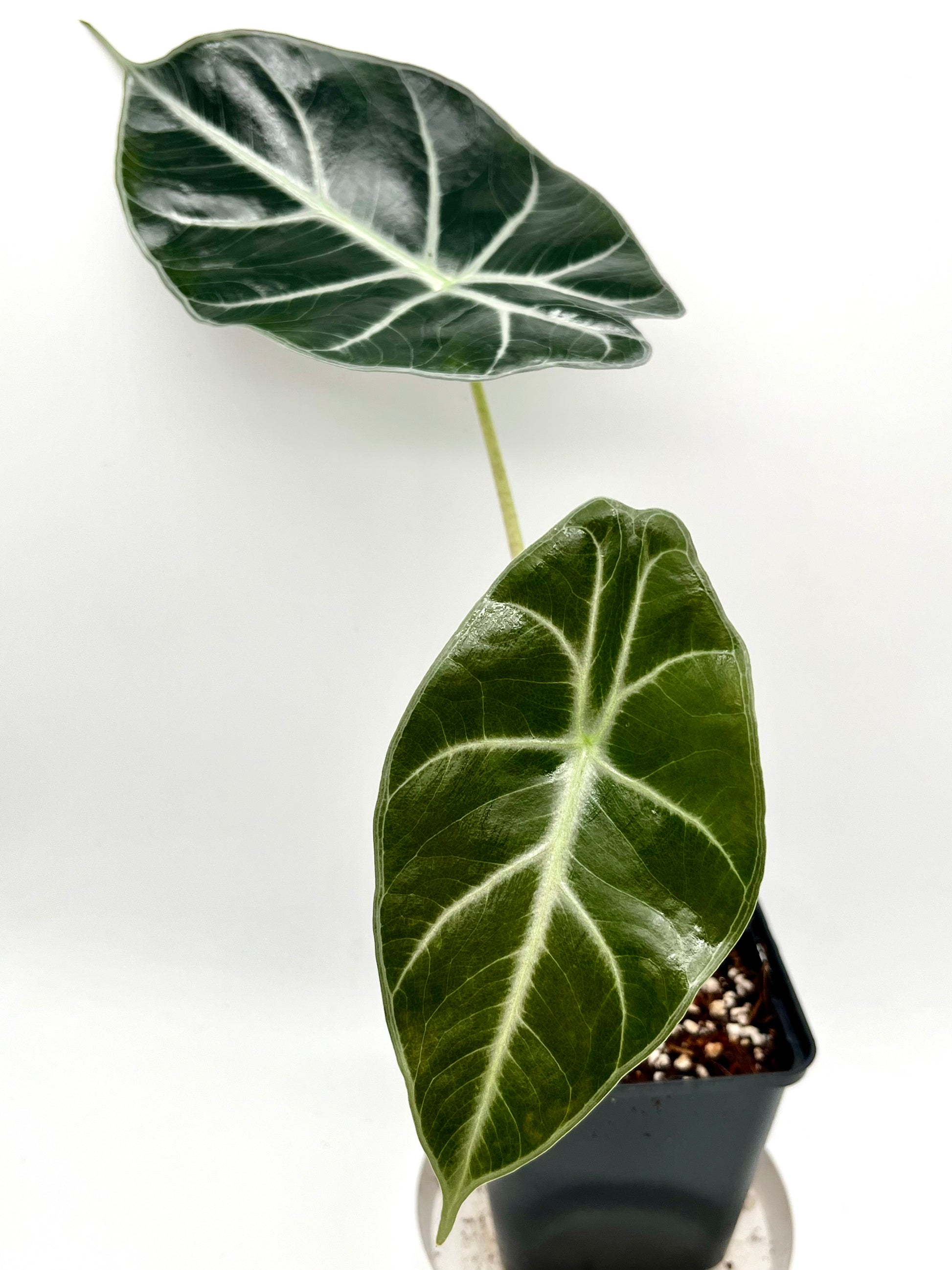 Alocasia Mark Campbell