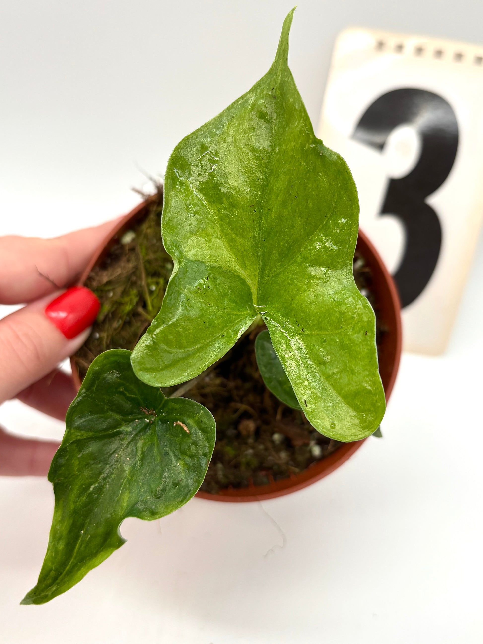 Alocasia Bat Wing Variegata