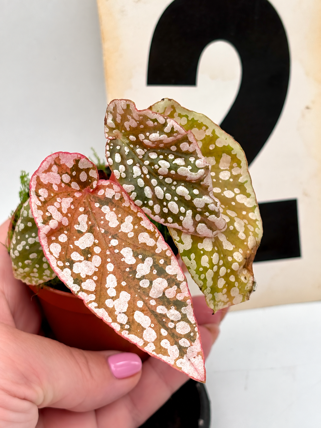Begonie Snowcap Variegata von Exotic-Flowers mit grünen und weißen Blättern, Topfpflanze auf weißem Hintergrund