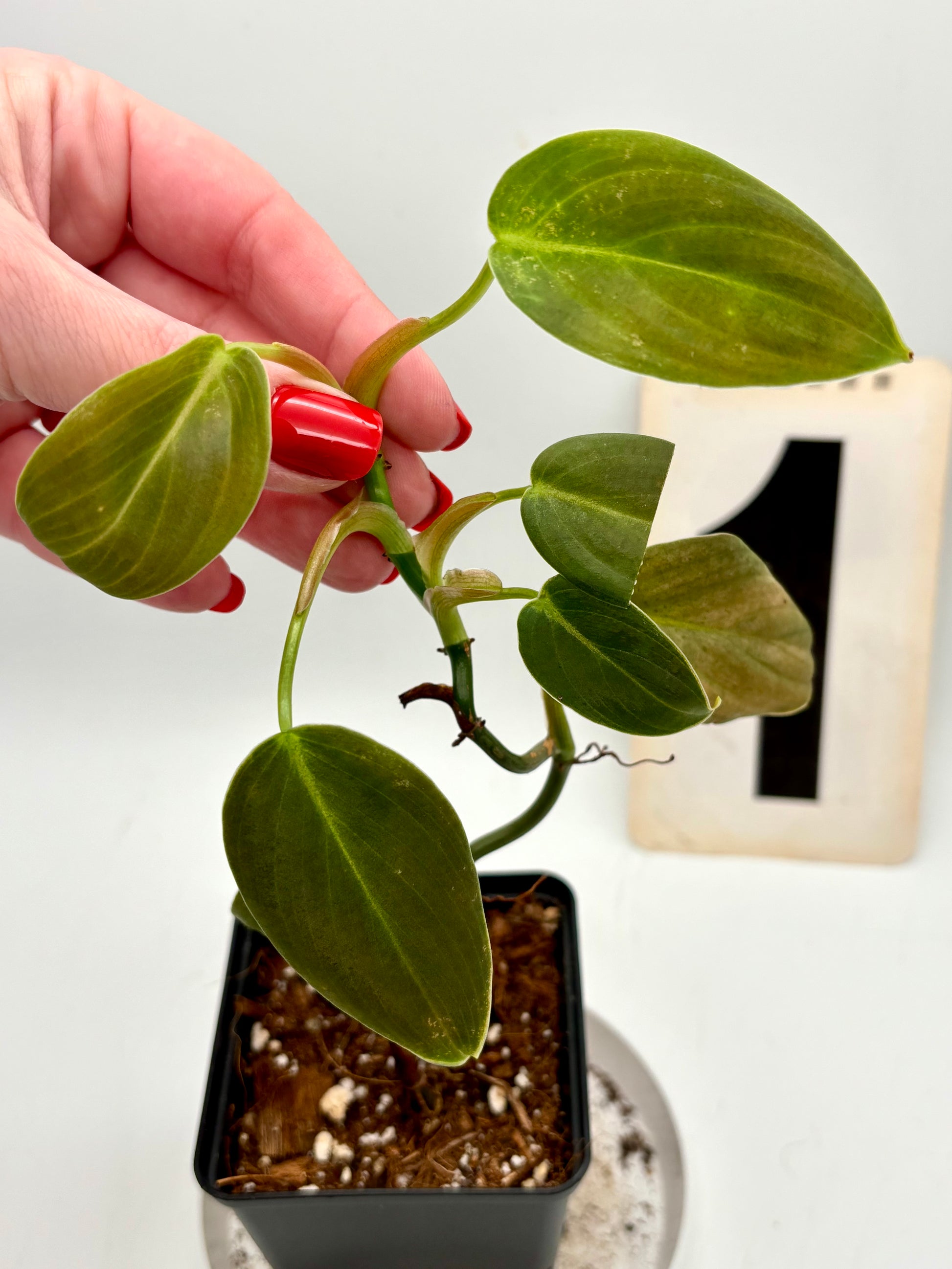 Philodendron Gigas - Exotic-Flowers