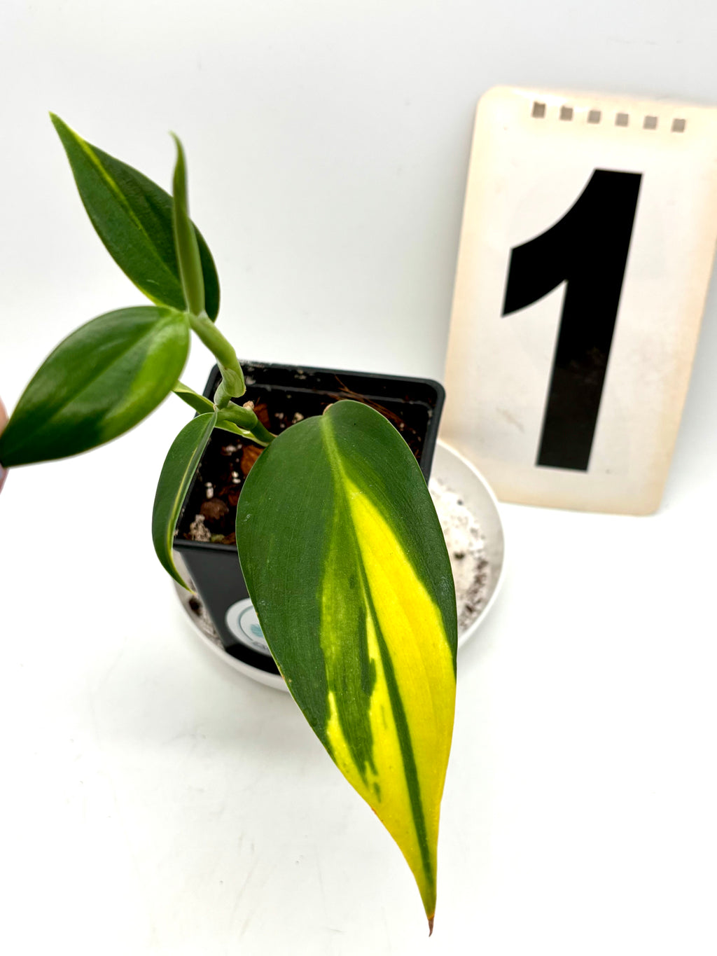 Scindapsus Coriaceus Variegata