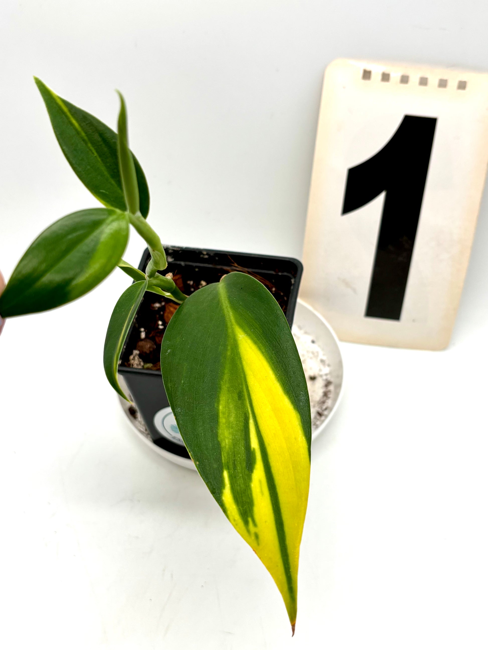 Scindapsus Coriaceus Variegata