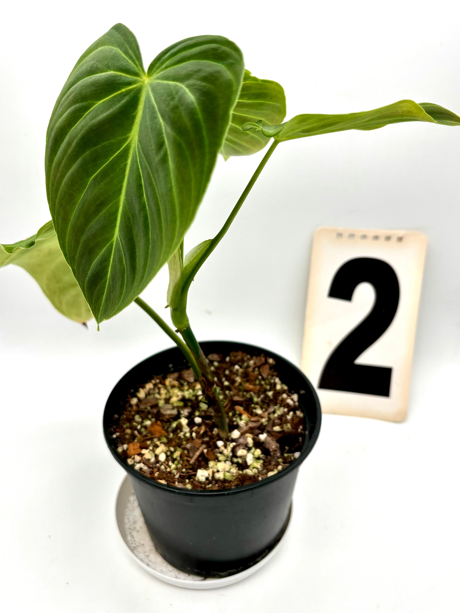 Philodendron Splendid
