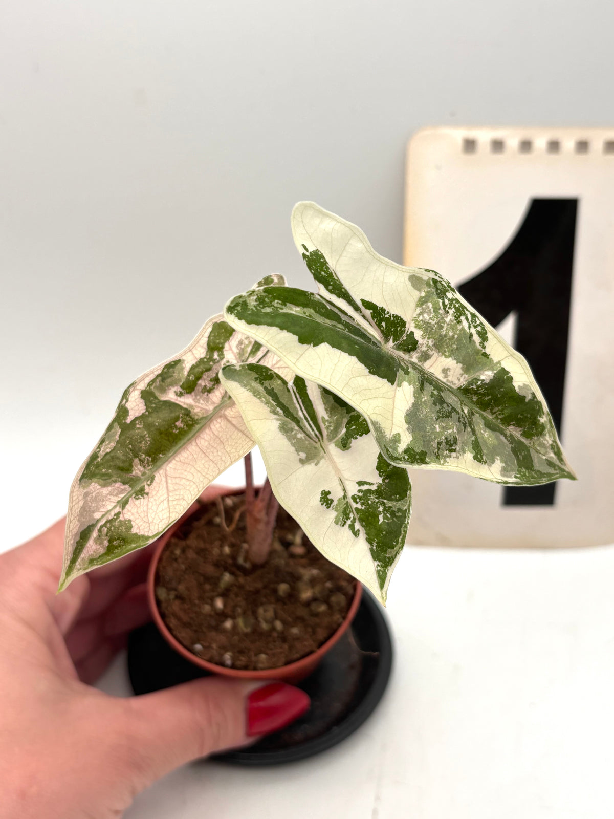 Alocasia Pseudo Sanderiana Pink Variegata von Exotic-Flowers mit pink marmorierten Blättern und auffälliger Musterung