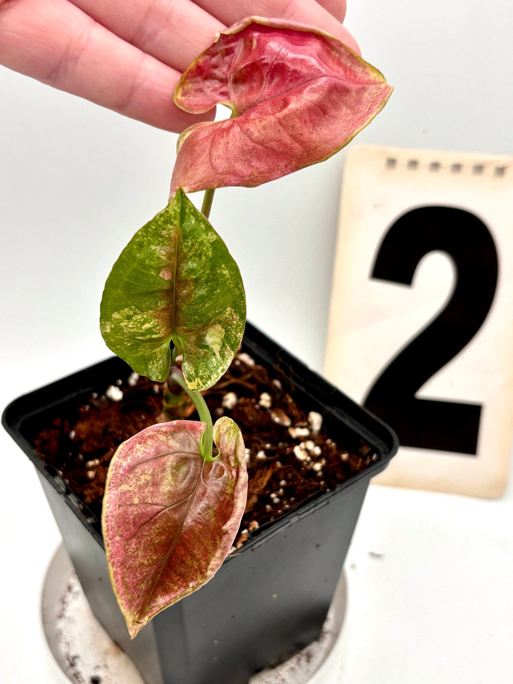 Syngonium Strawberry Ice Galaxy Pflanze mit grünen und rosa Blättern, ideal für Zimmerpflanzen, von Exotic-Flowers
