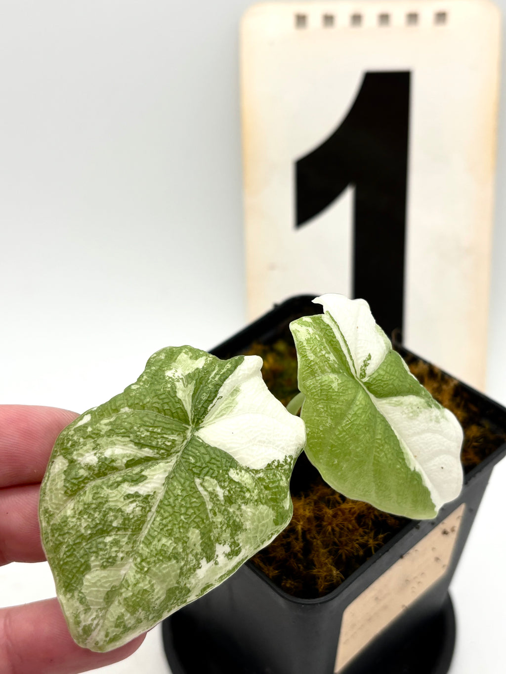 Alocasia Melo Albo Variegata von Exotic-Flowers mit großen grün-weißen, variegierten Blättern auf einem Topf stehend