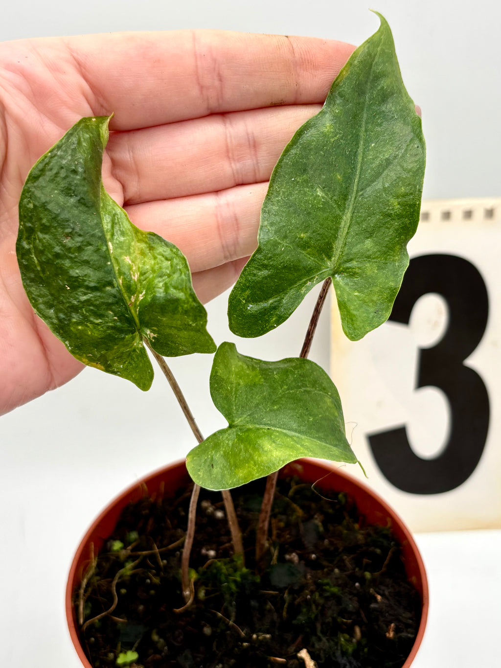 Alocasia Batwing Variegata - Exotic-Flowers