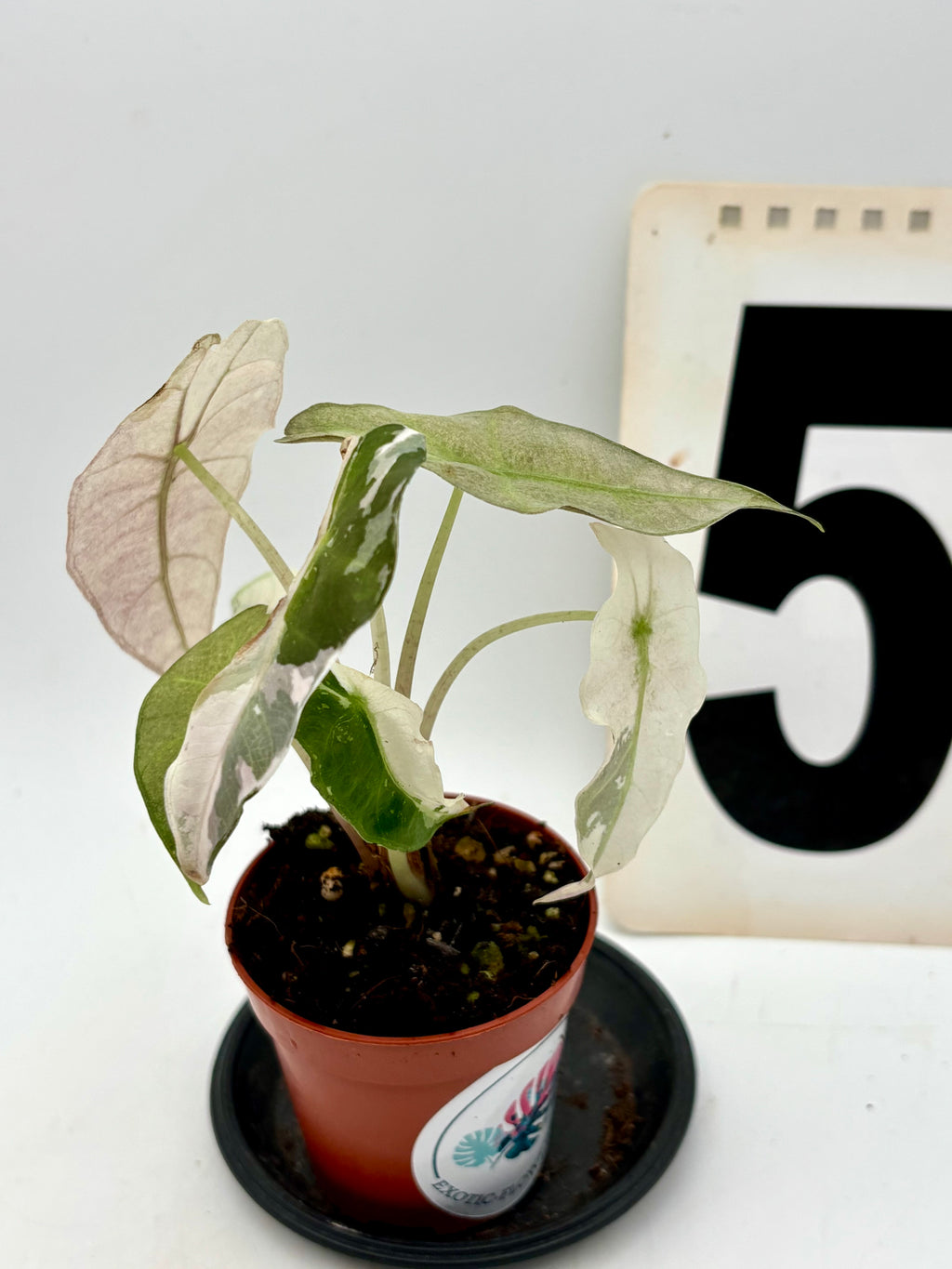 Alocasia Polly Variegata ‚Snowflake‘