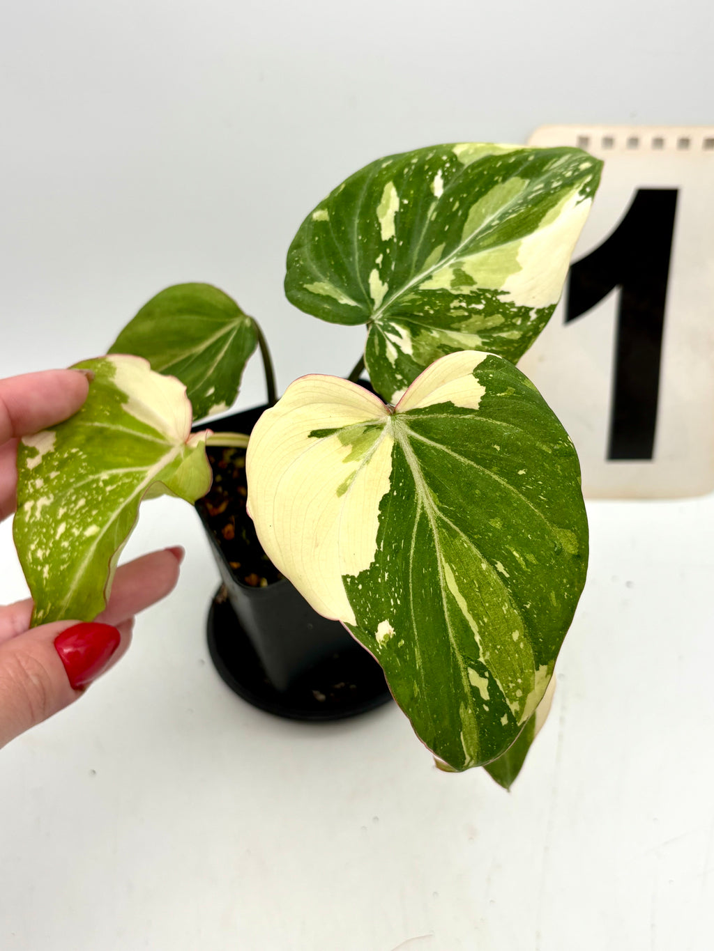 Philodendron Gloriosum Variegata Tricolor