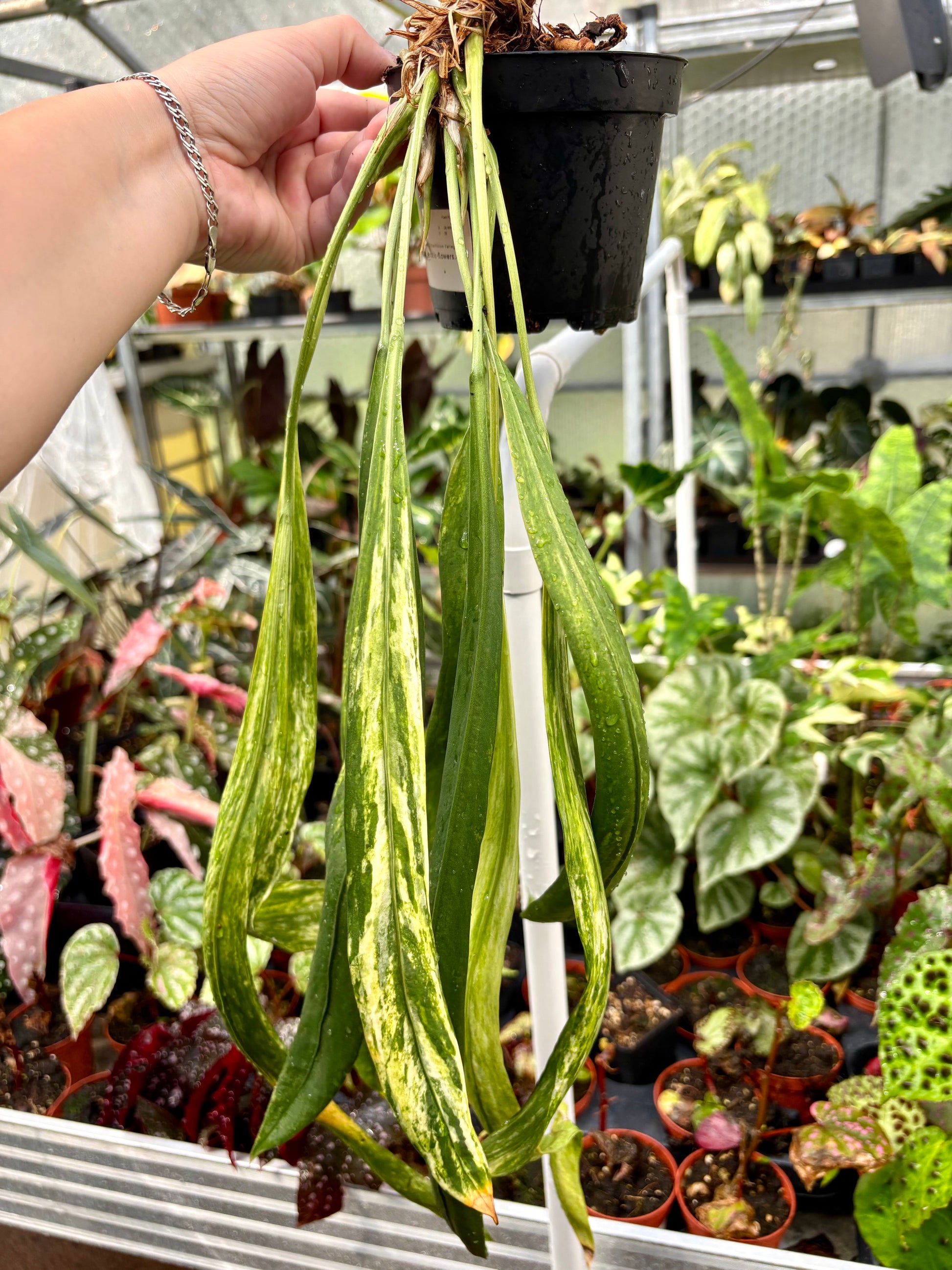 Variegierte Anthurium Vittarifolium Pflanze von Exotic-Flowers mit grünen und cremefarbenen Blättern.