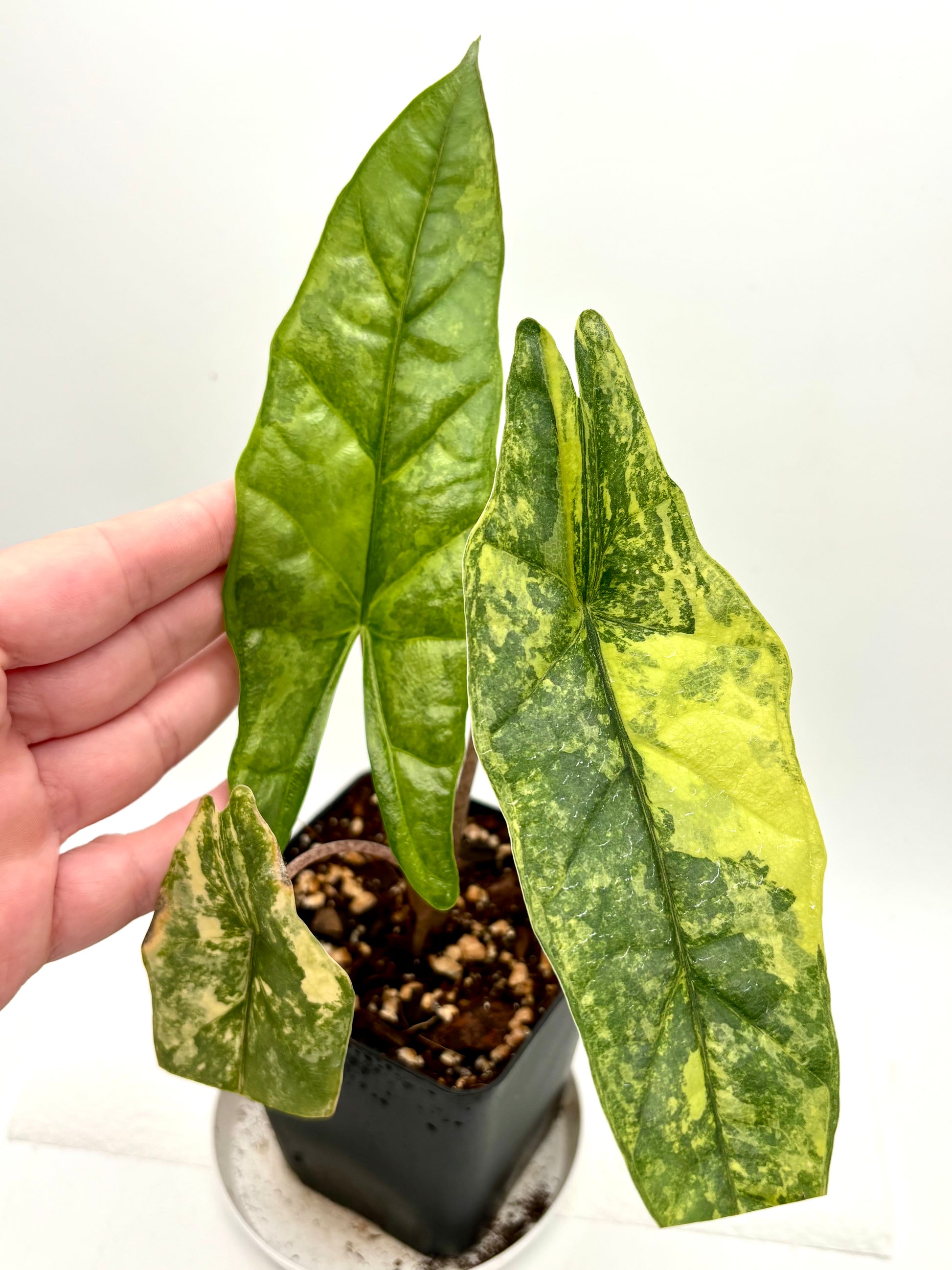 Alocasia Metallic Blue Aurea Variegata, exotische Pflanze mit bläulichen, metallic schimmernden Blättern und gelben Variegationen.