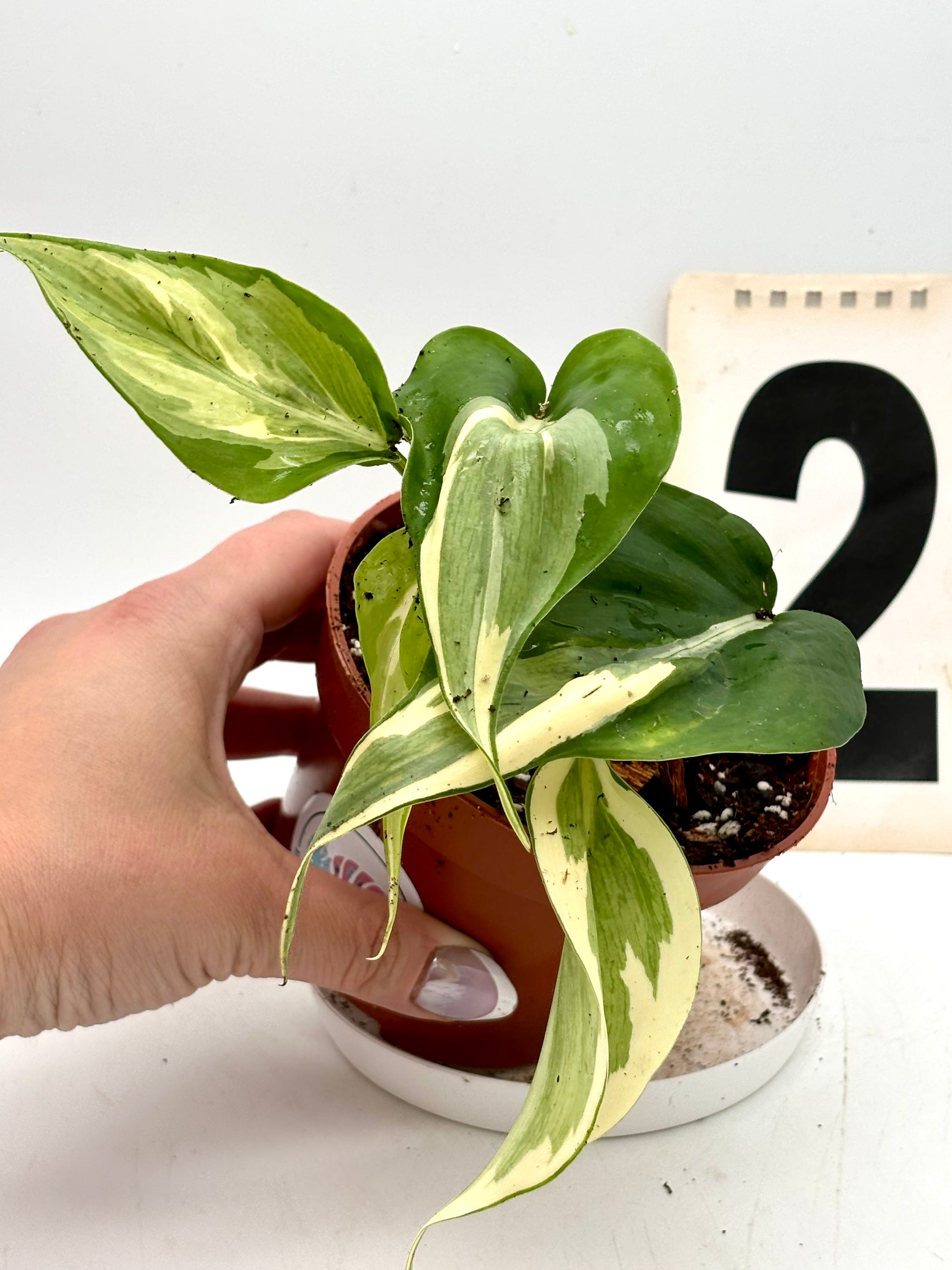 Philodendron Rio