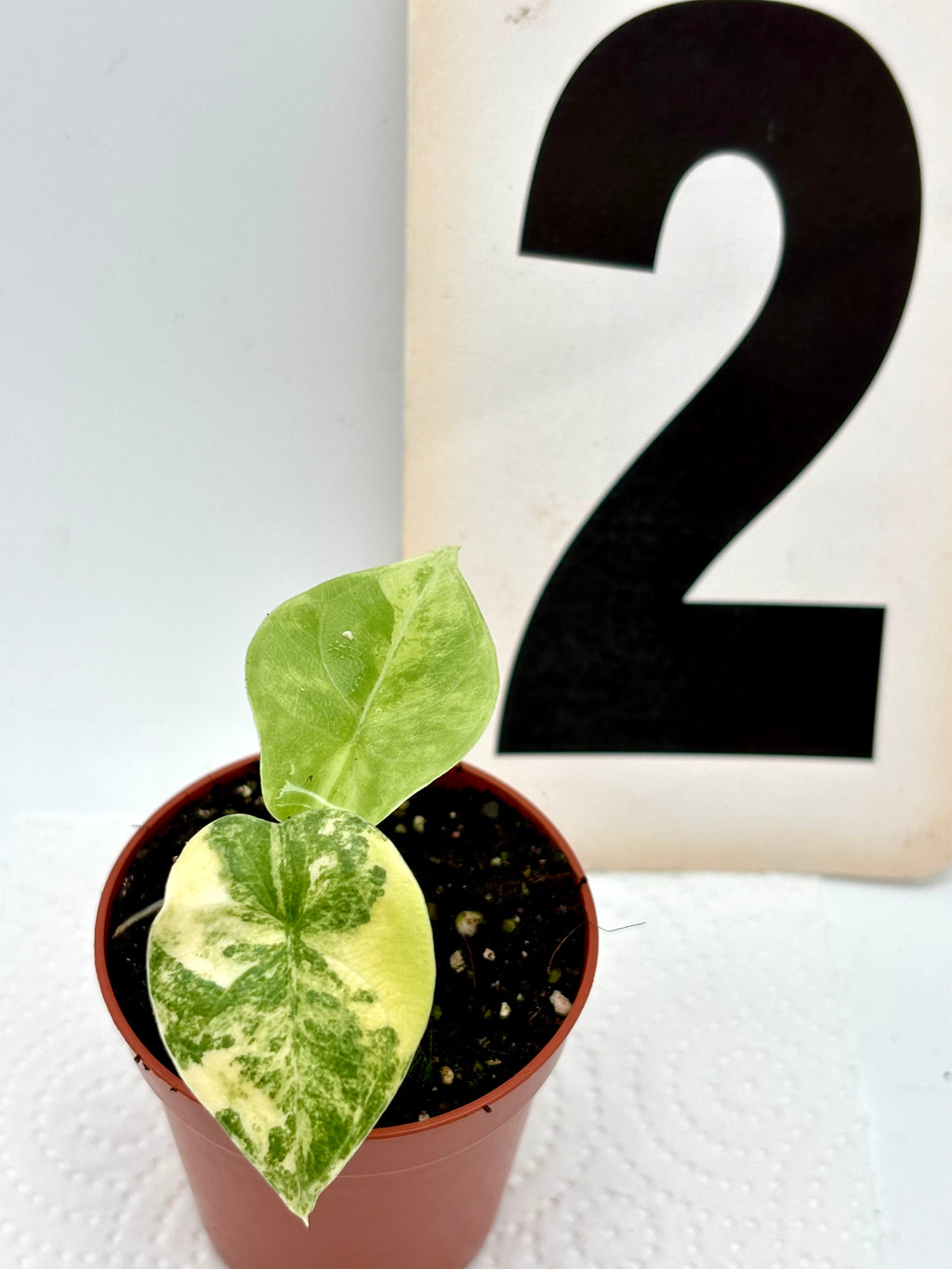 Alocasia Melo Tricolor