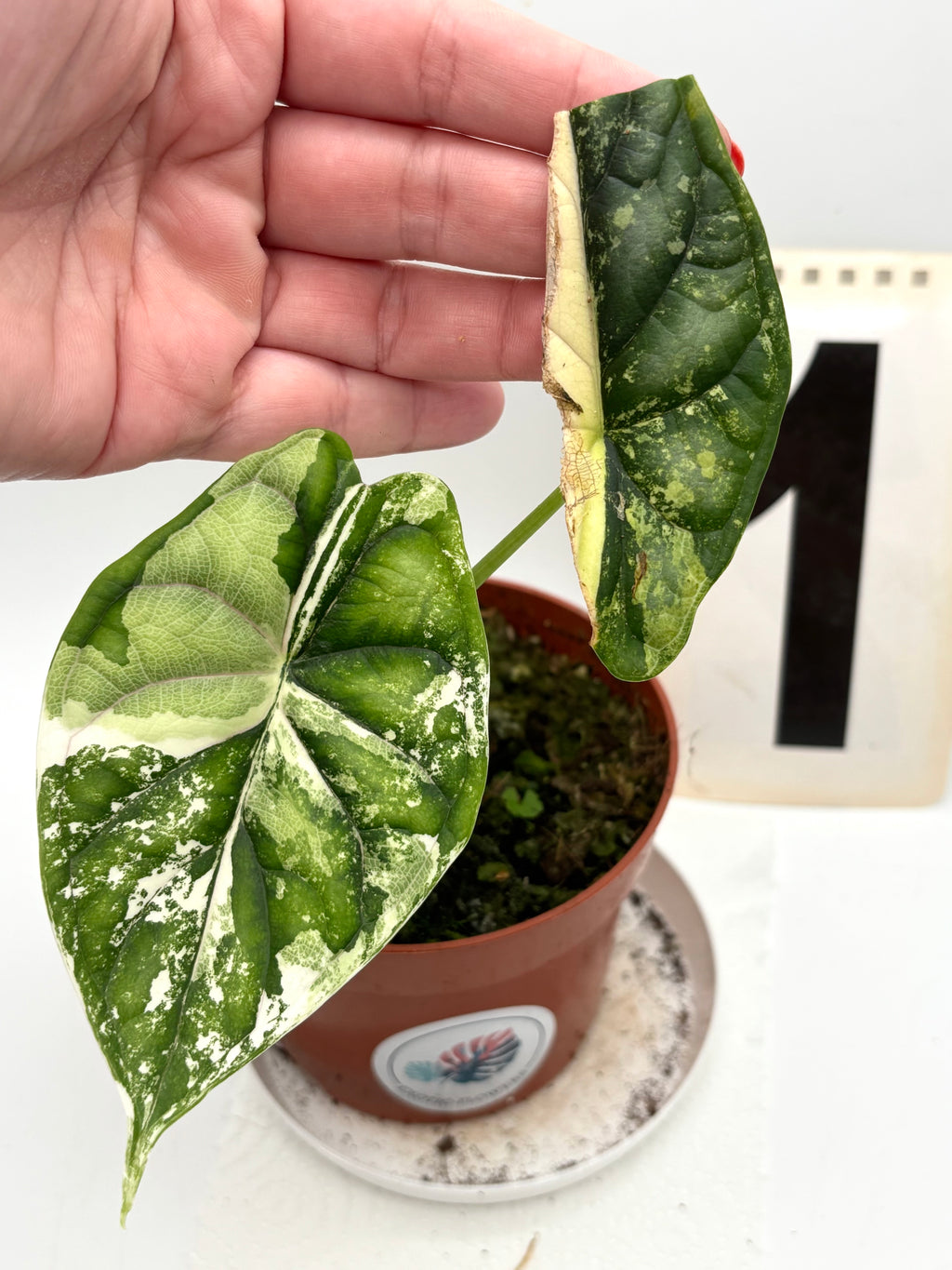 Alocasia Dragon Scale Variegata