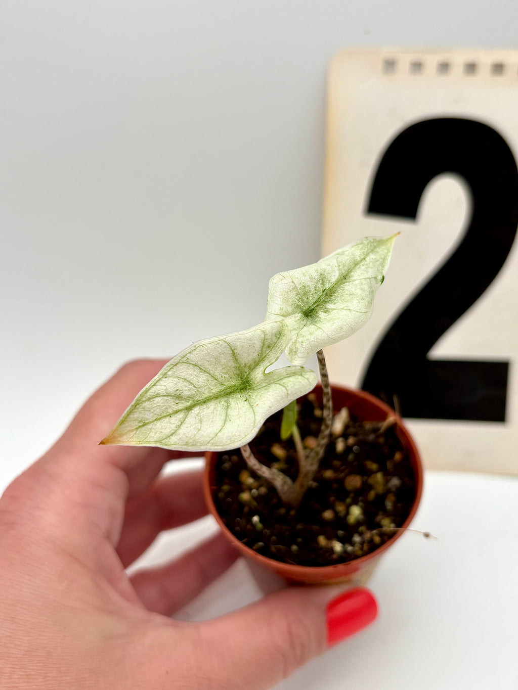 Alocasia Zebrina Mint Variegata Pflanze mit grün-weißen gestreiften Blättern, exotische Zimmerpflanze von Exotic-Flowers