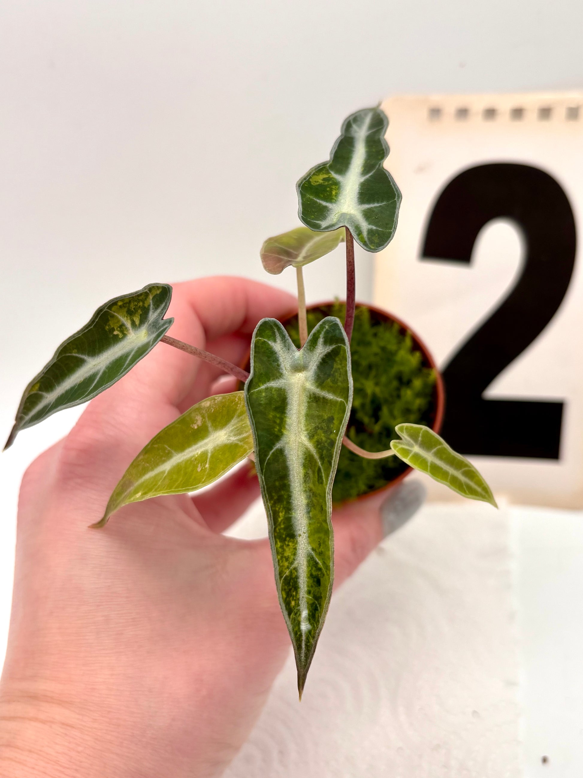 Alocasia Bambino Aurea Variegata