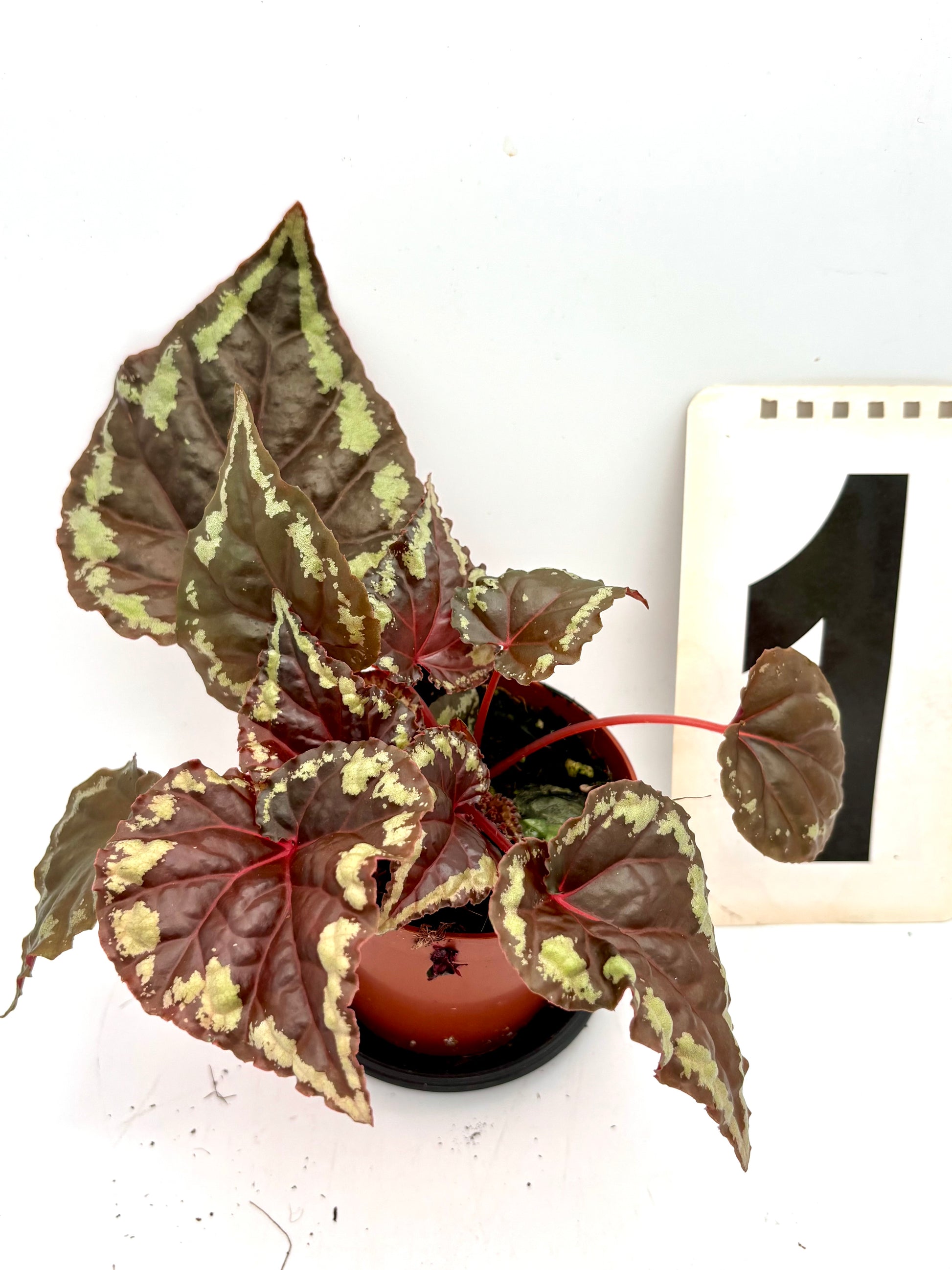 Begonie Ignita von Exotic-Flowers mit leuchtend roten und grünen Blättern, detailliertes Bild der tropischen Pflanze