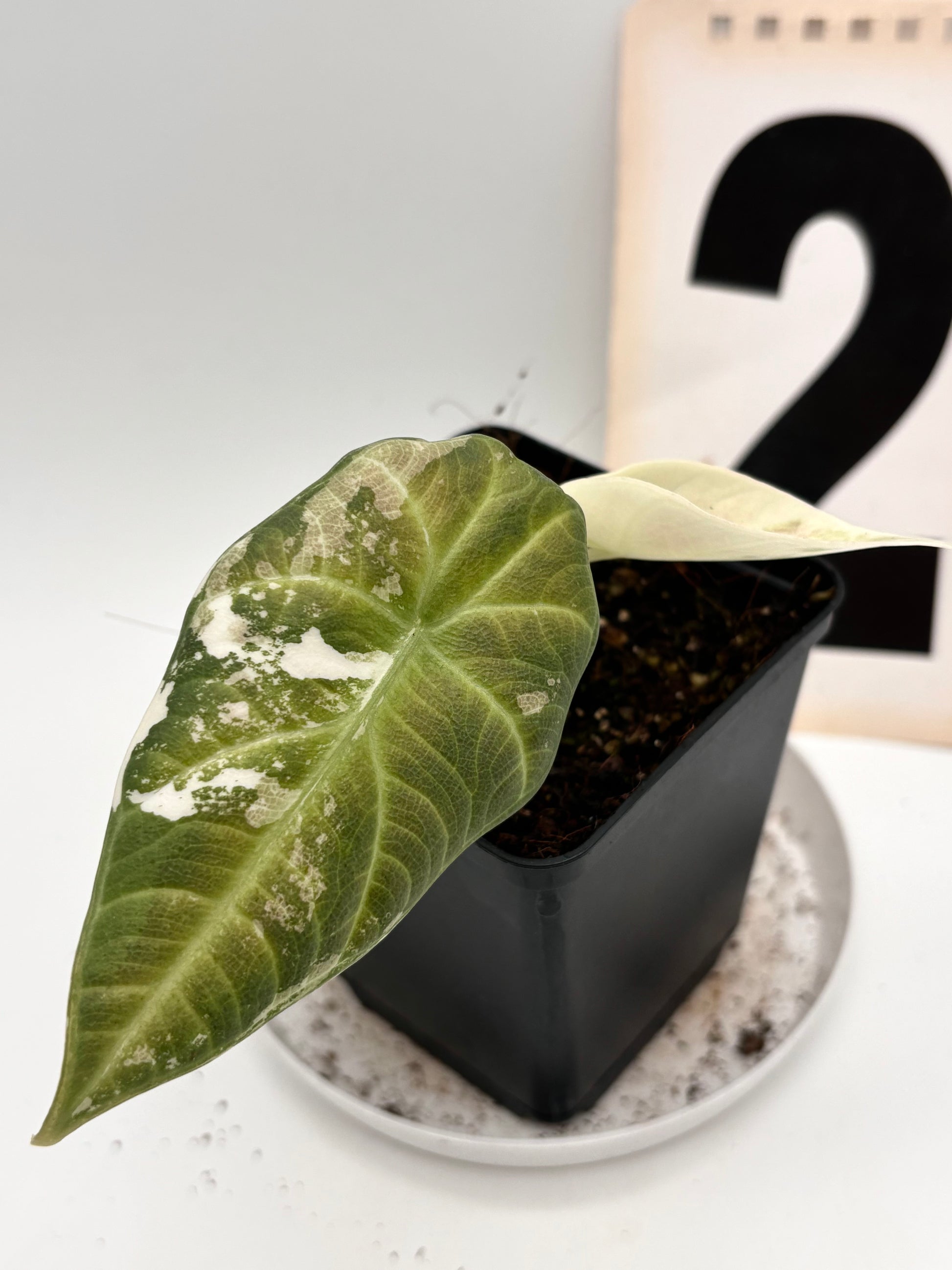 Alocasia Maharani Variegata