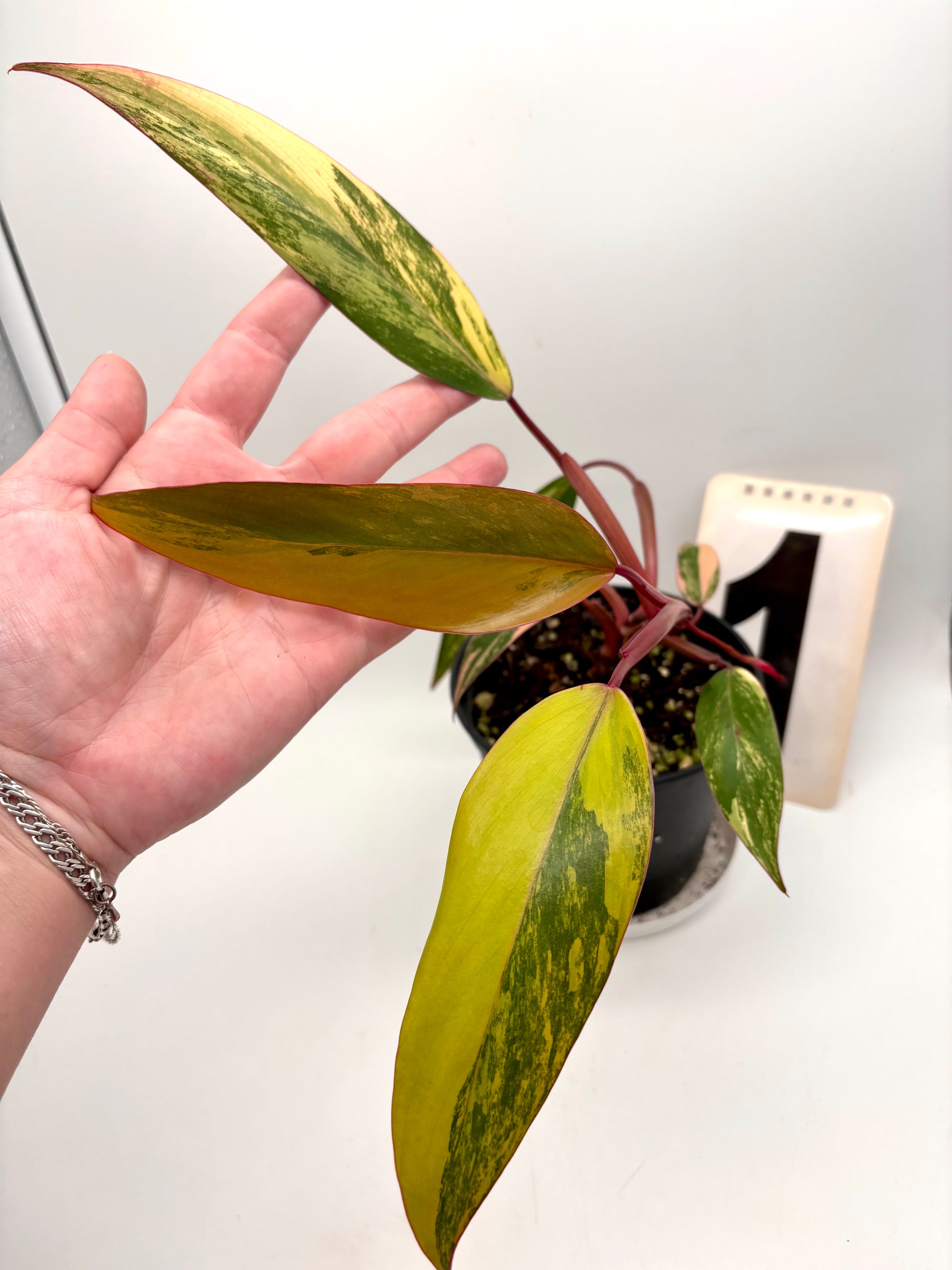 Philodendron Strawberry Shake