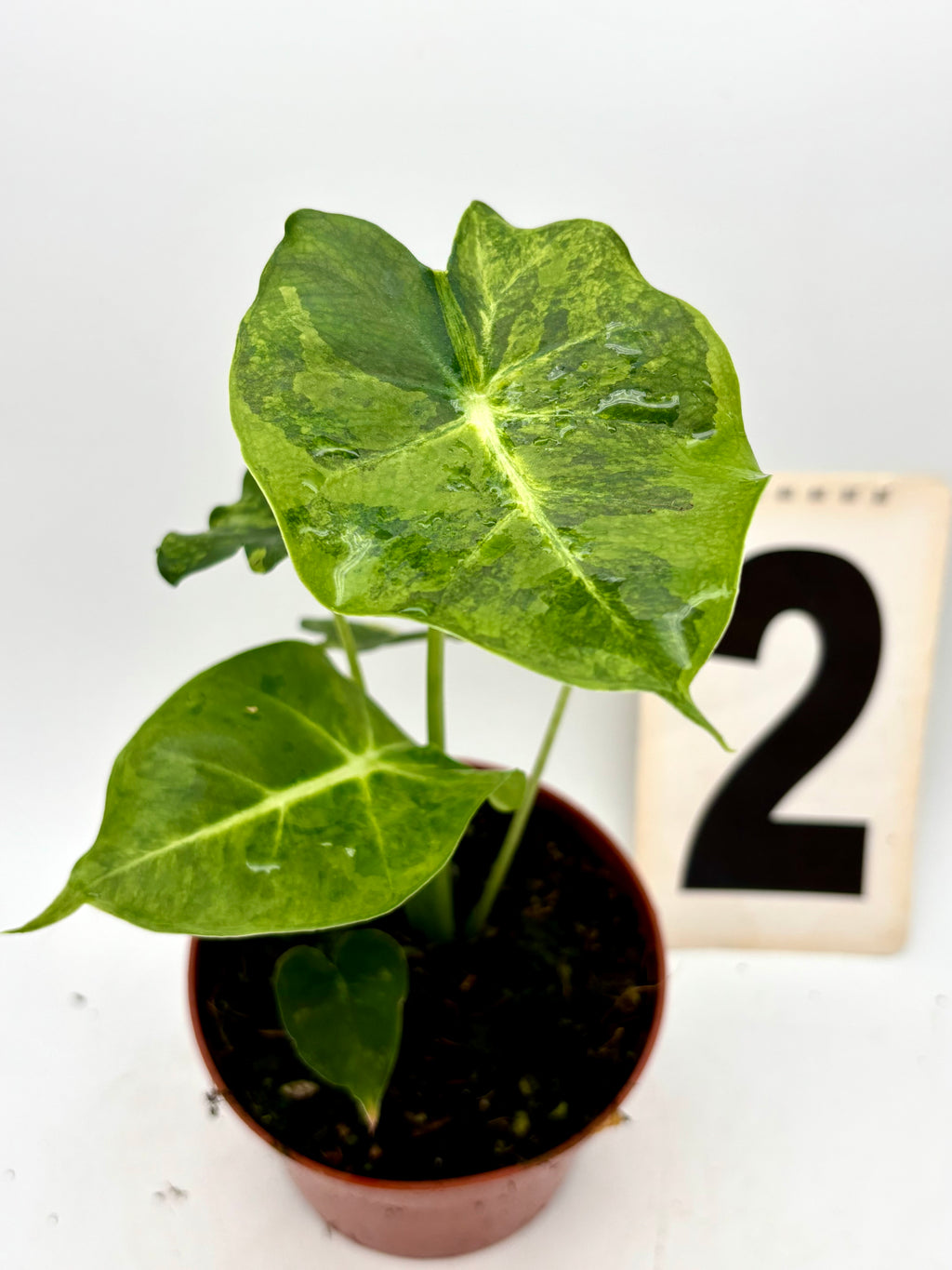 Alocasia London Eye Variegata
