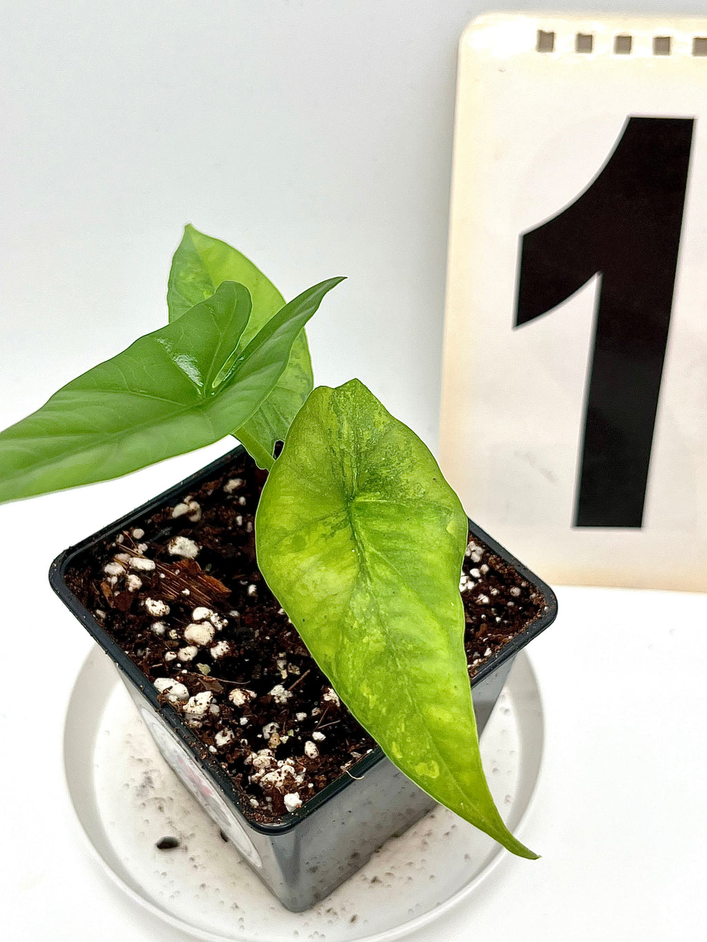 Alocasia Simpo Aurea Variegata