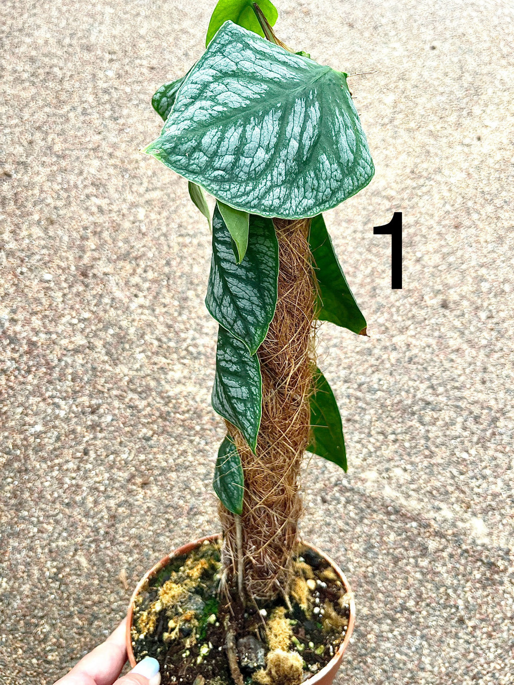 Monstera Dubia