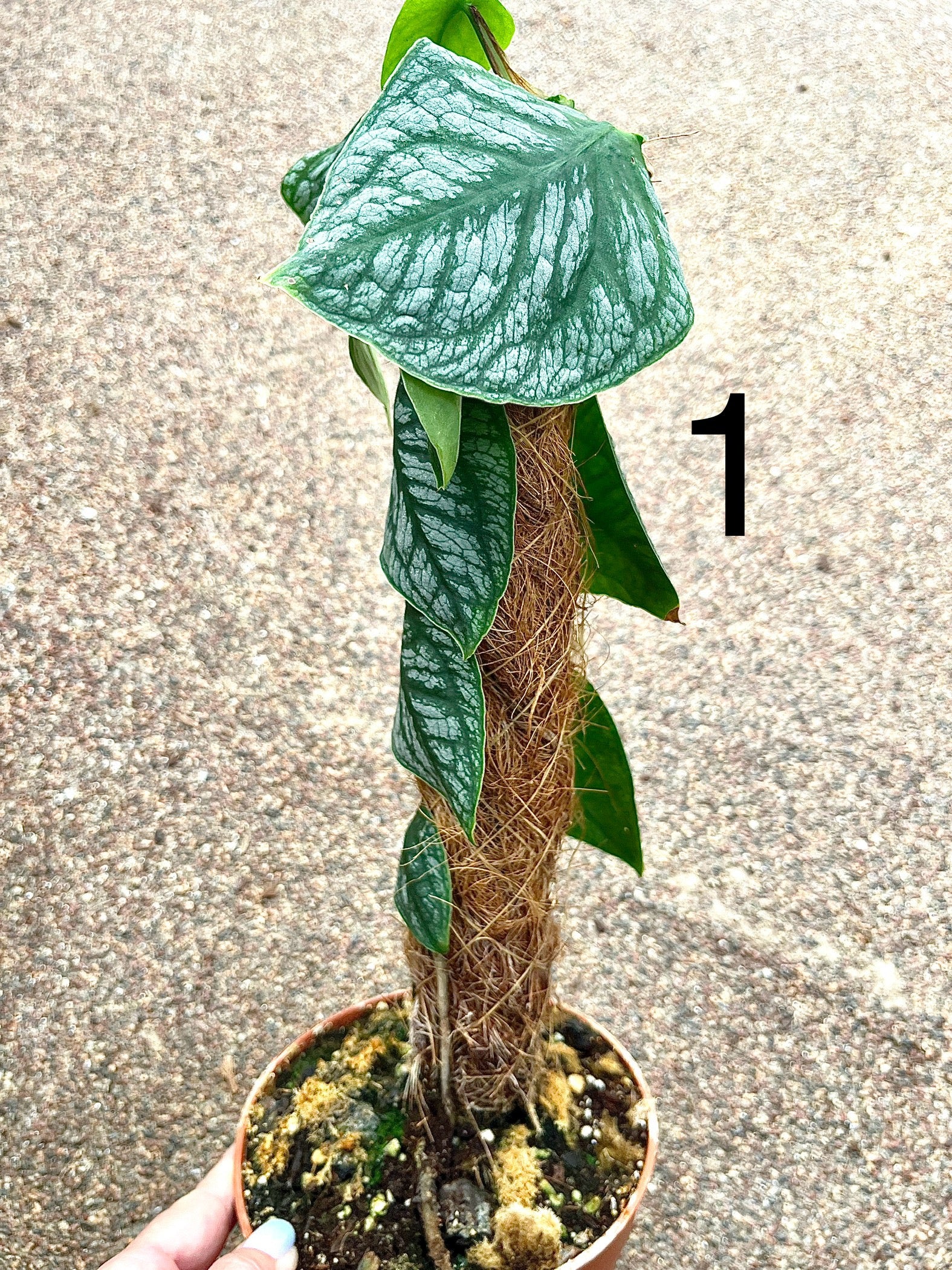 Monstera Dubia
