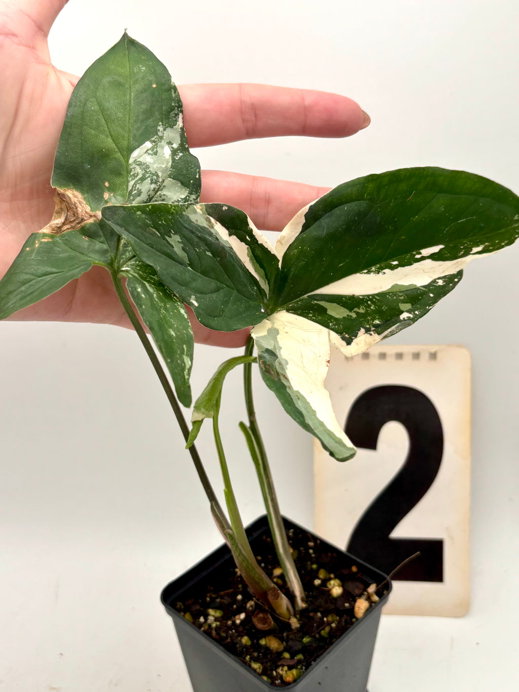 Syngonium Albo Variegata Pflanze von Exotic-Flowers mit grünen und weißen Blättern, Nahaufnahme der Blattmuster.
