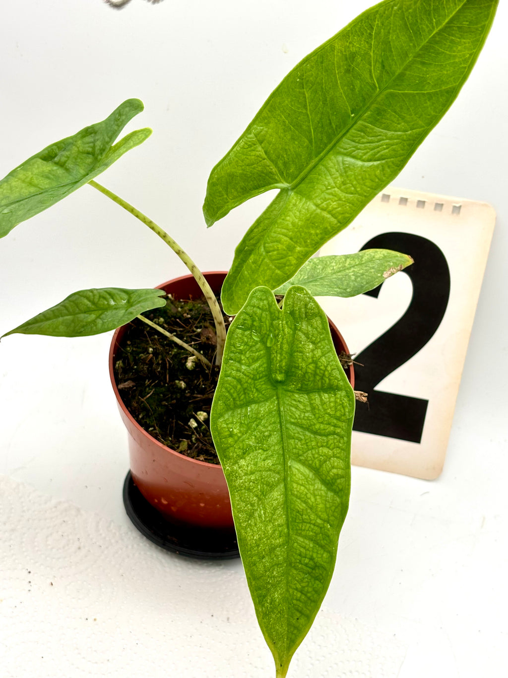 Alocasia Carpet sp Sulawesi Variegata, exotische Zimmerpflanze mit grün-weißen variierten Blättern, auf einem Balkon.