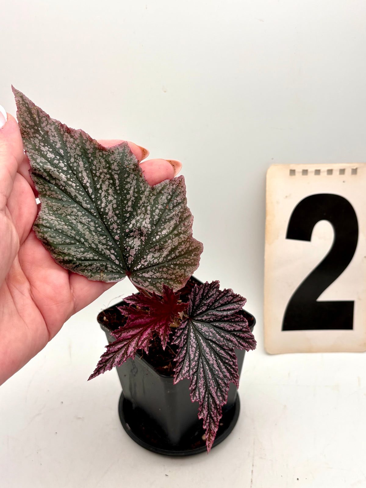Begonia Pink Minx
