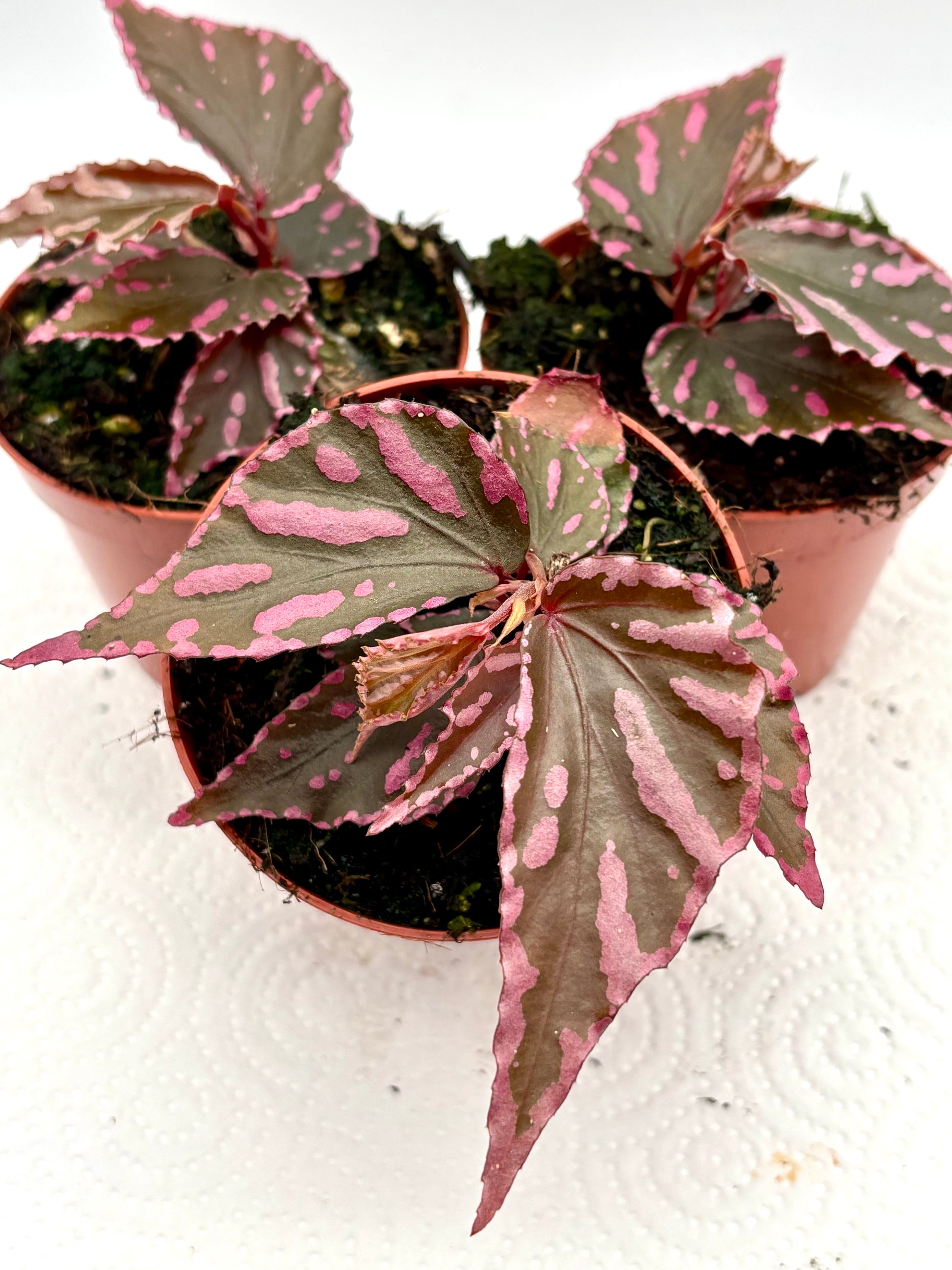 Begonia sp. Julau von Exotic-Flowers mit grünen, gewellten Blättern und kleinen rosa Blüten, Nahaufnahme der Pflanze.