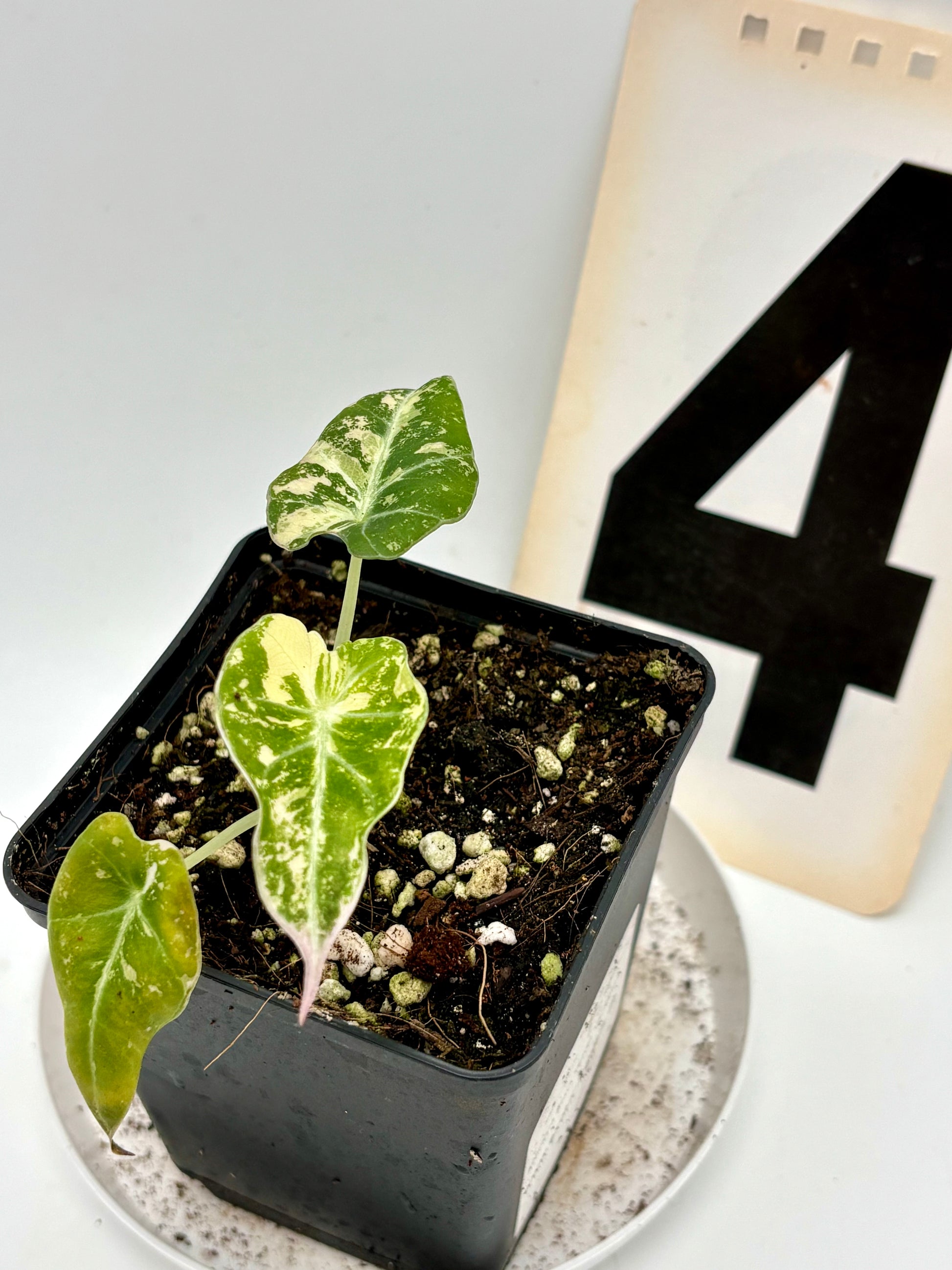 Alocasia Black Velvet Variegata