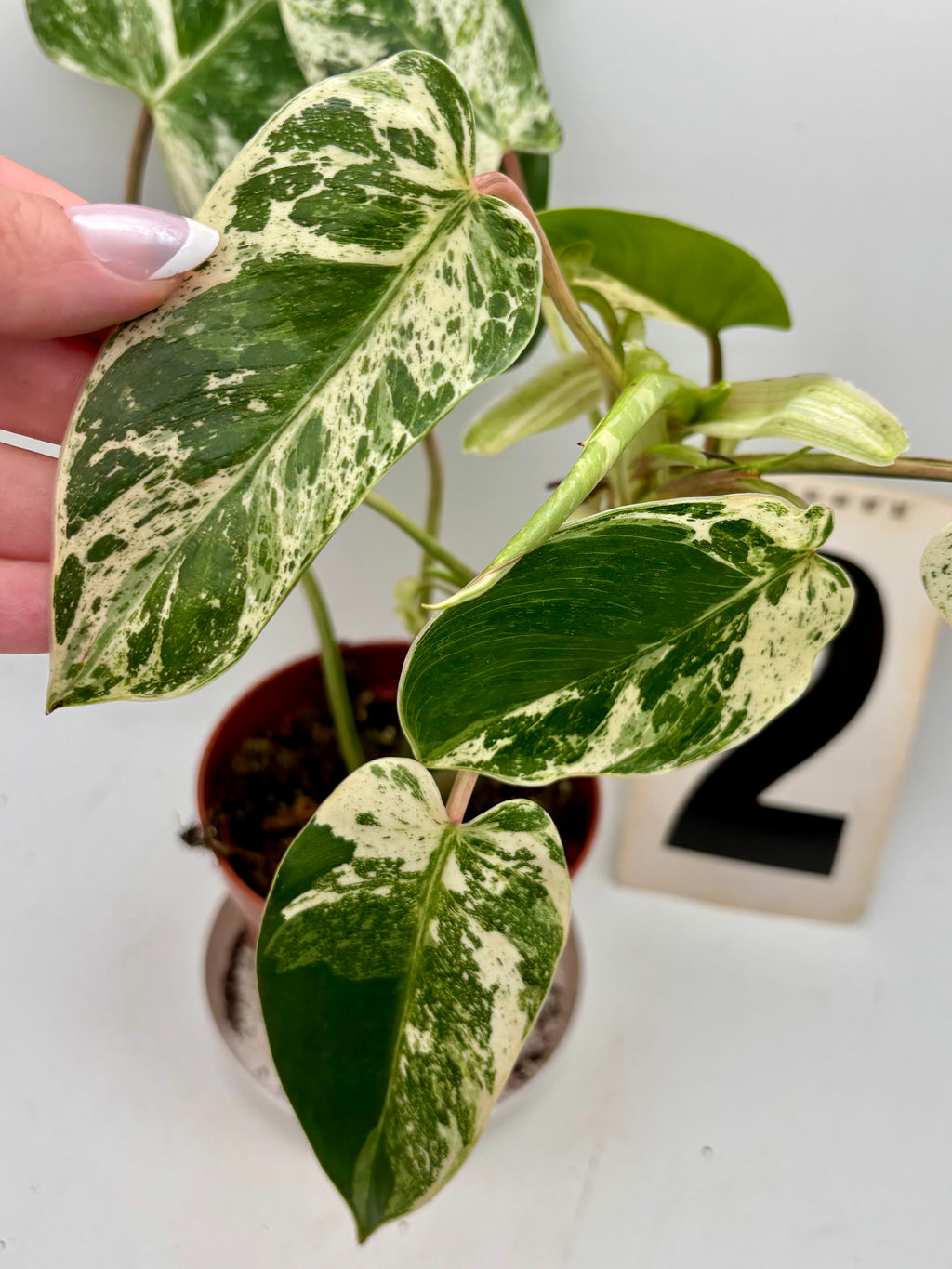 Philodendron Emerald Queen Variegata