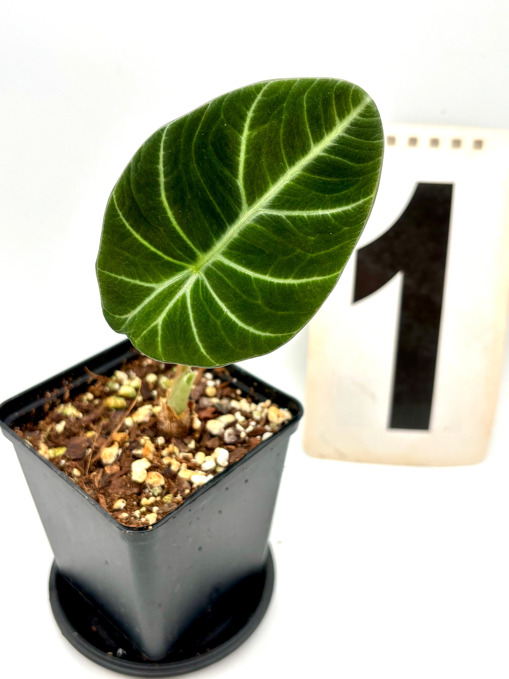 Grüne Alocasia Green Velvet Pflanze von Exotic-Flowers mit großen samtartigen Blättern auf Bild.