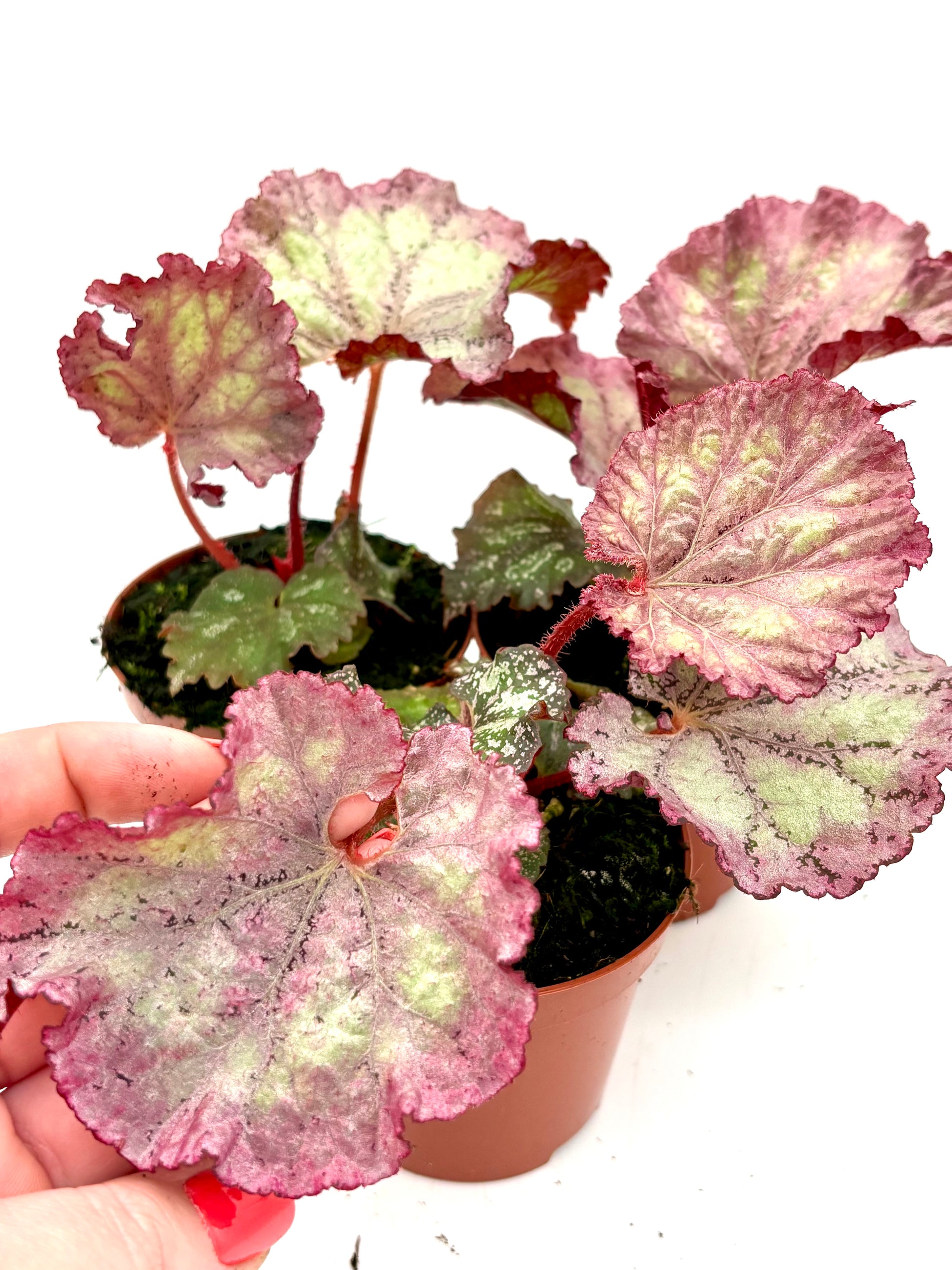 Rote und rosa Begonie Pink Panther von Exotic-Flowers in Blüte, detailreiche Nahaufnahme der Blüten und grünen Blätter