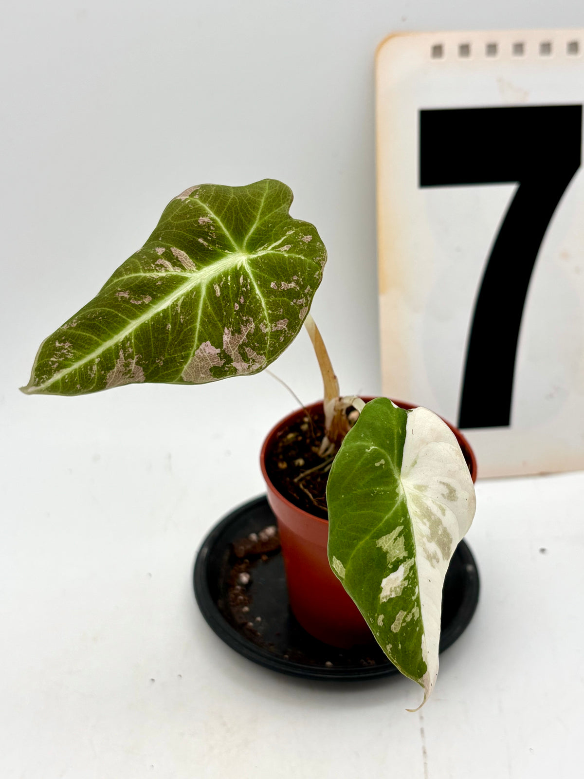 Alocasia Black Velvet Variegata Pflanze von Exotic-Flowers mit dunklen, samtigen Blättern und weißen Variegationsmustern