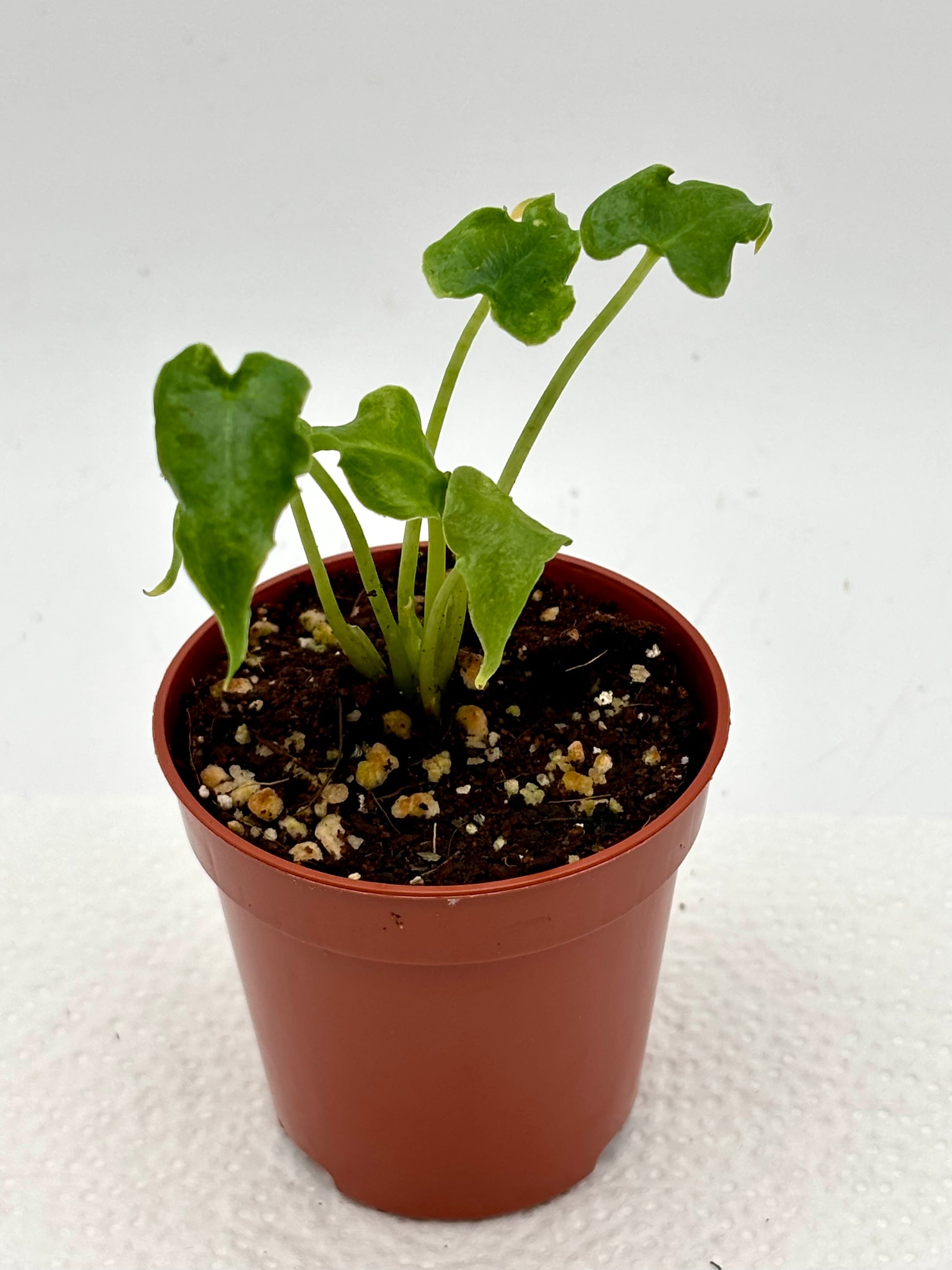 Jungpflanze der Alocasia Sarian von Exotic-Flowers mit großen, grünen Blättern auf einem Topf stehend