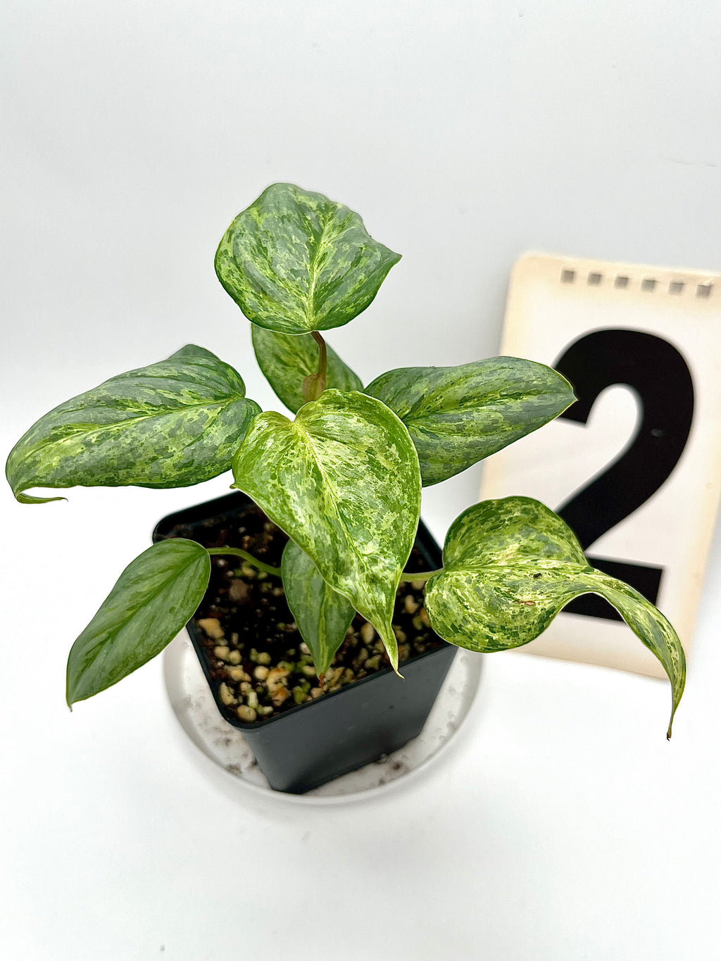 Philodendron Sodiroi Variegata
