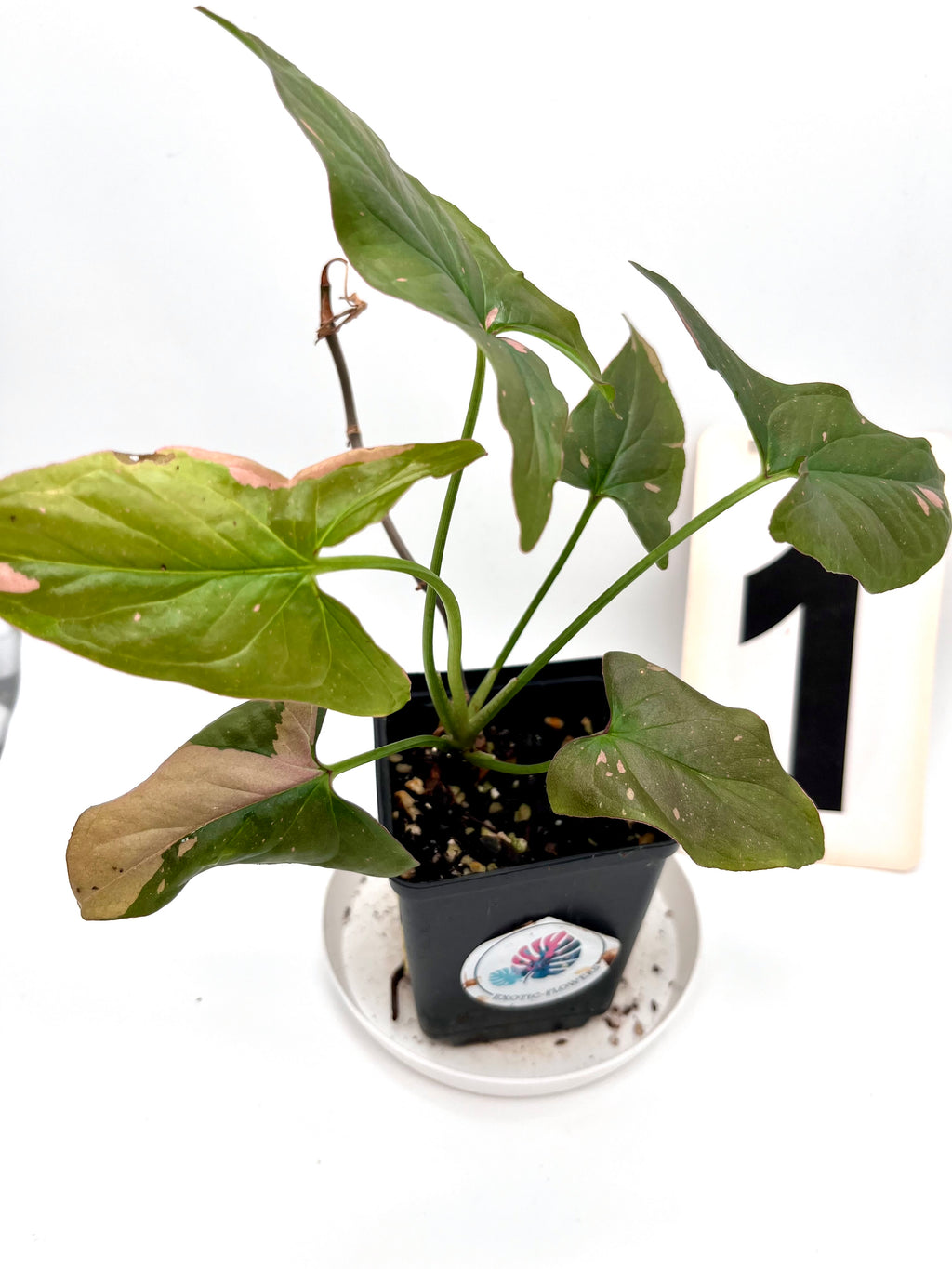 Syngonium Red Spot