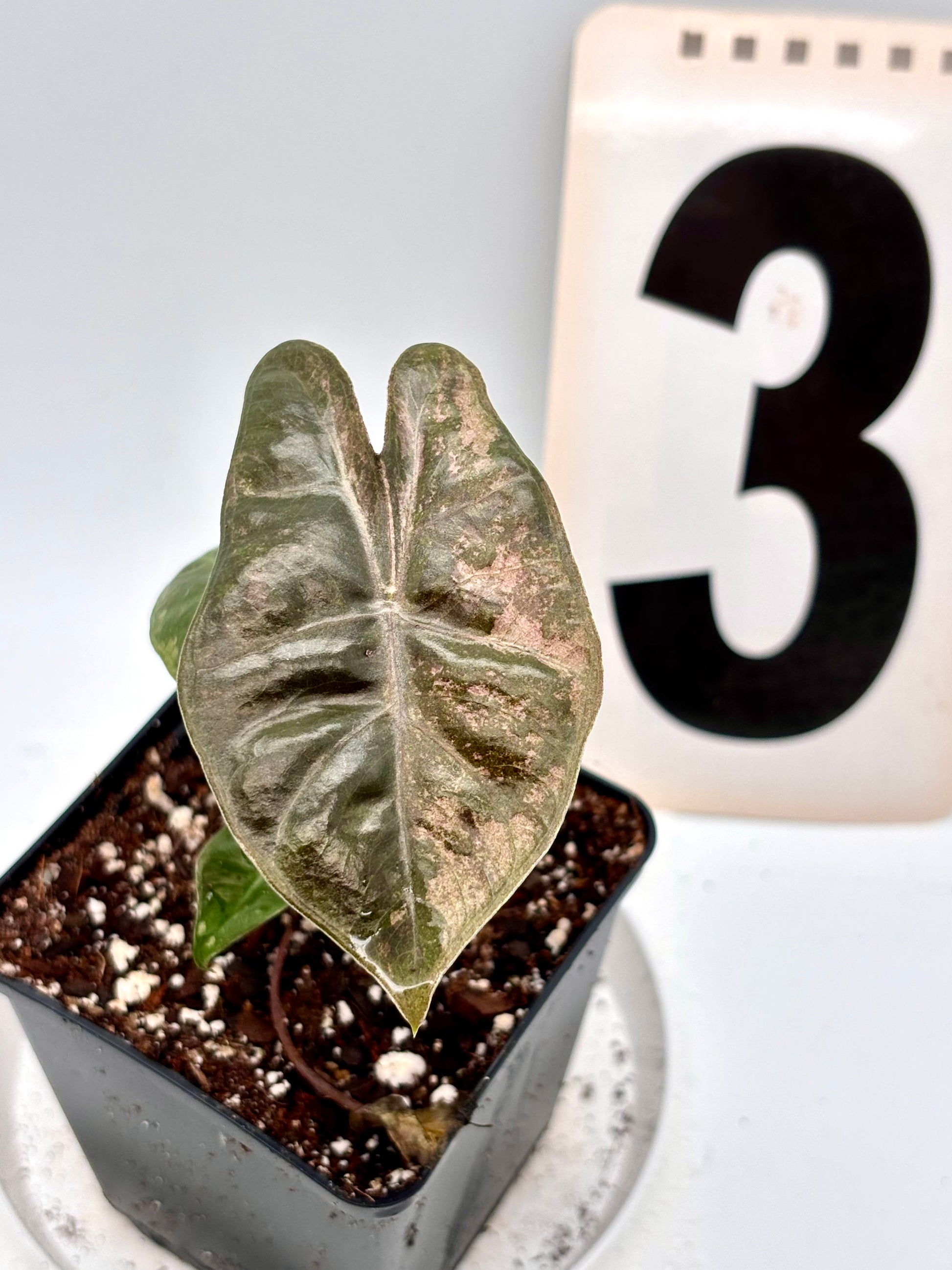 Alocasia Pseudo Sanderiana Pink Variegata