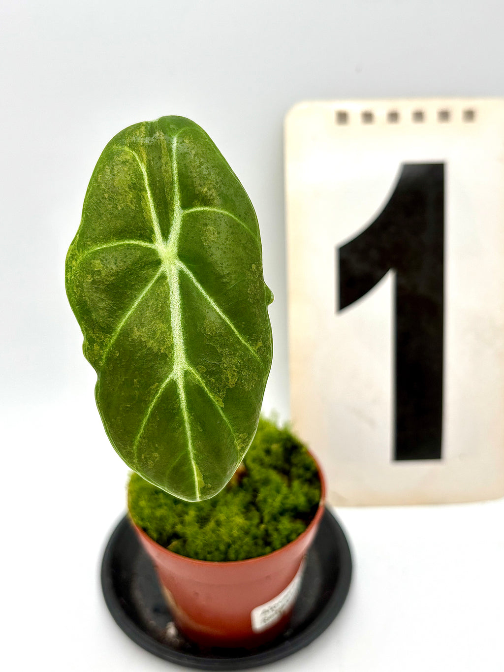 Alocasia Watsoniana Red Vein Variegata