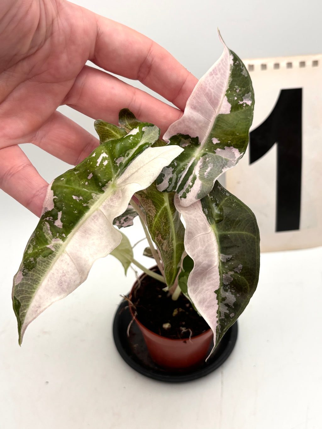 Alocasia Polly Variegata ‚Snowflake‘