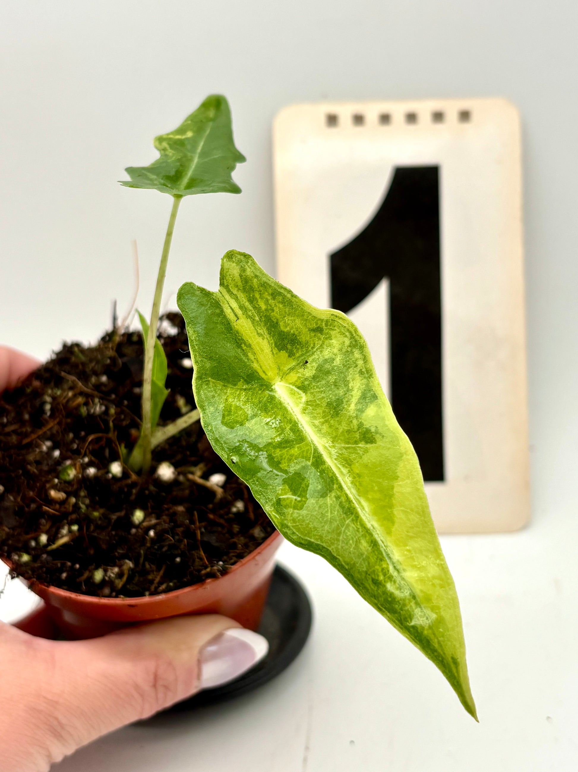 Alocasia Portei Variegata