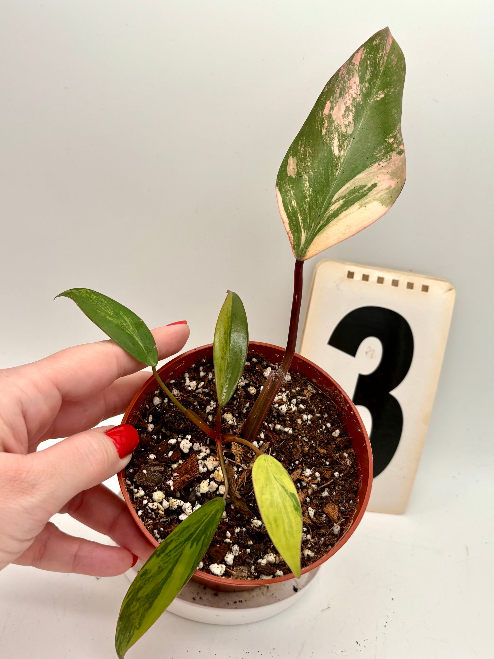 Philodendron Strawberry Shake - Exotic-Flowers