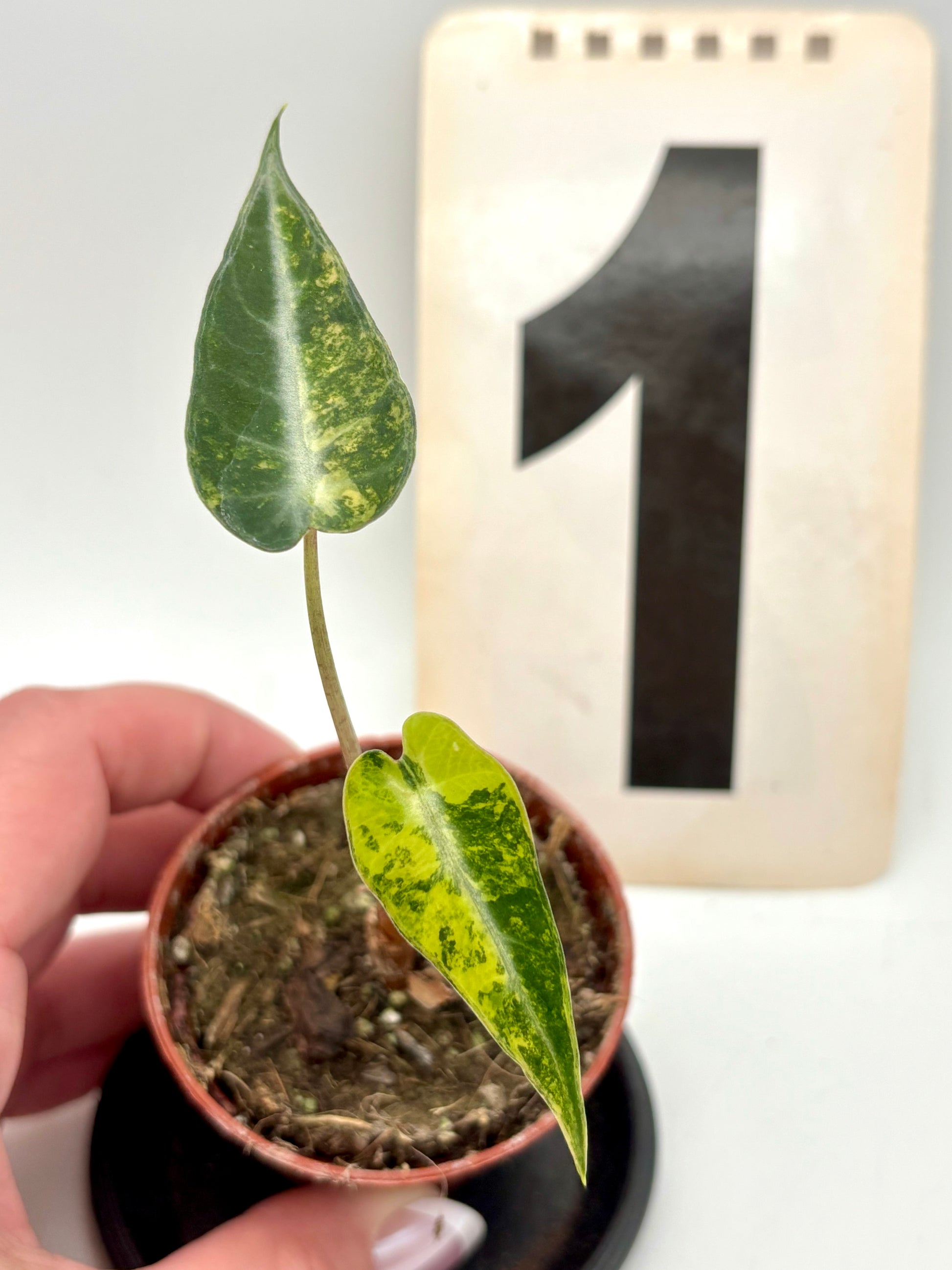 Alocasia Bambino Aurea Variegata