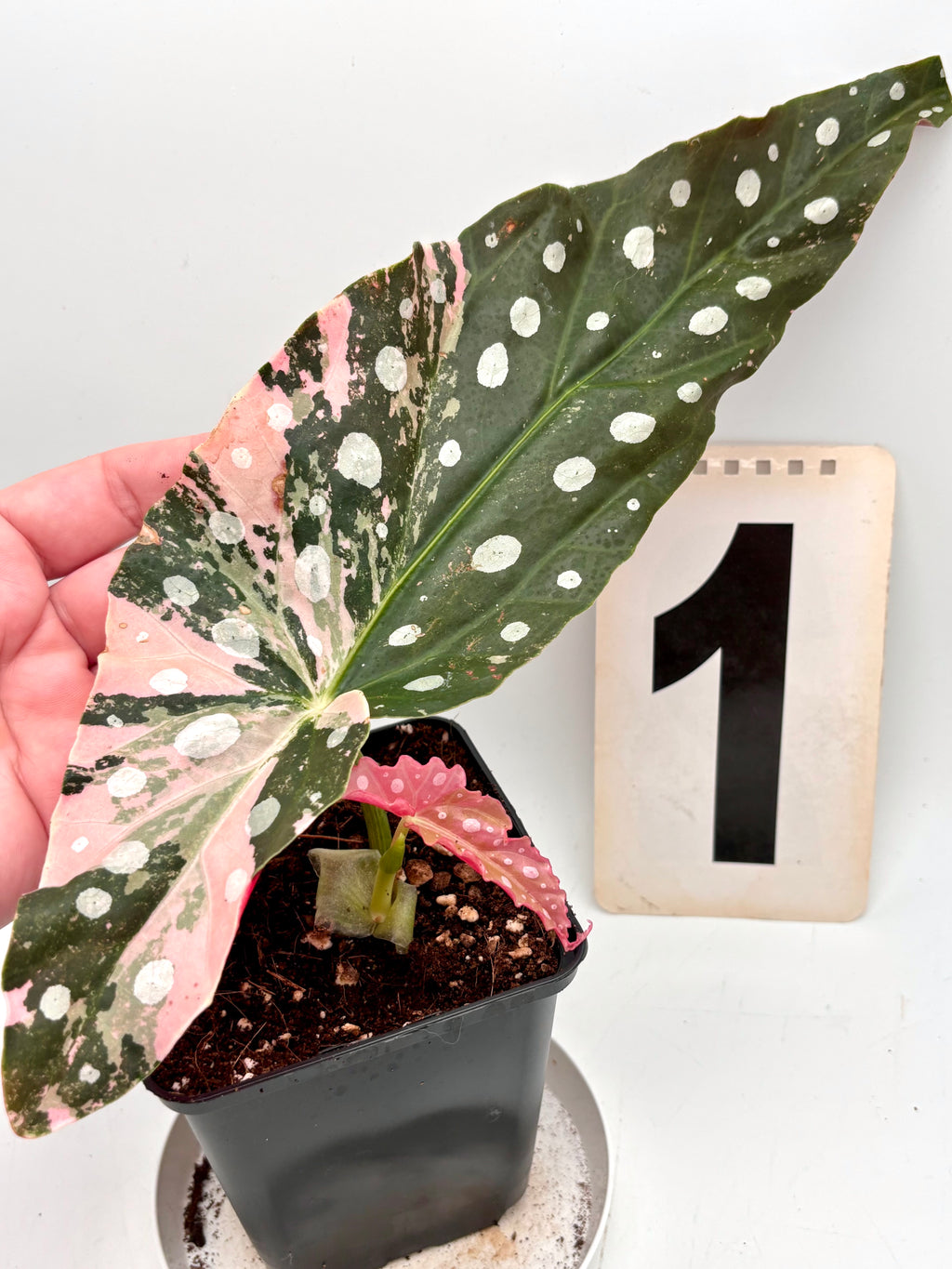 Begonia Maculata Pink Variegata