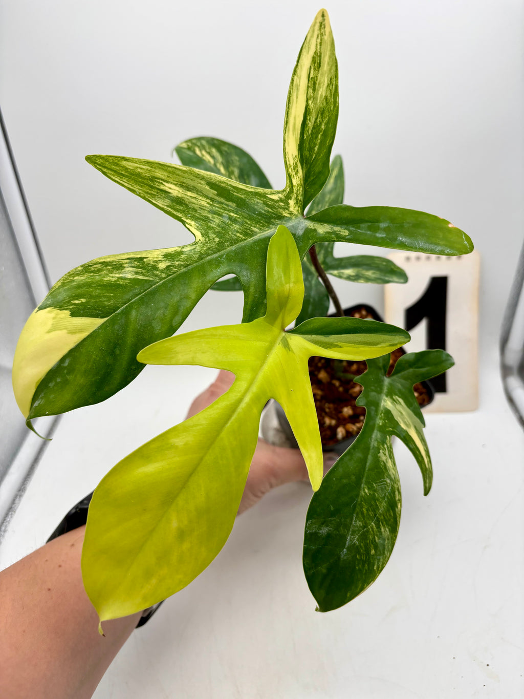 Exotic-Flowers Philodendron Florida Beauty mit grünen, herzförmigen Blättern in Top-Qualität, Zimmerpflanze für Innenräume