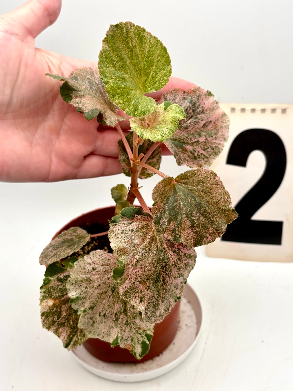 Begonia Cucullata Variegata