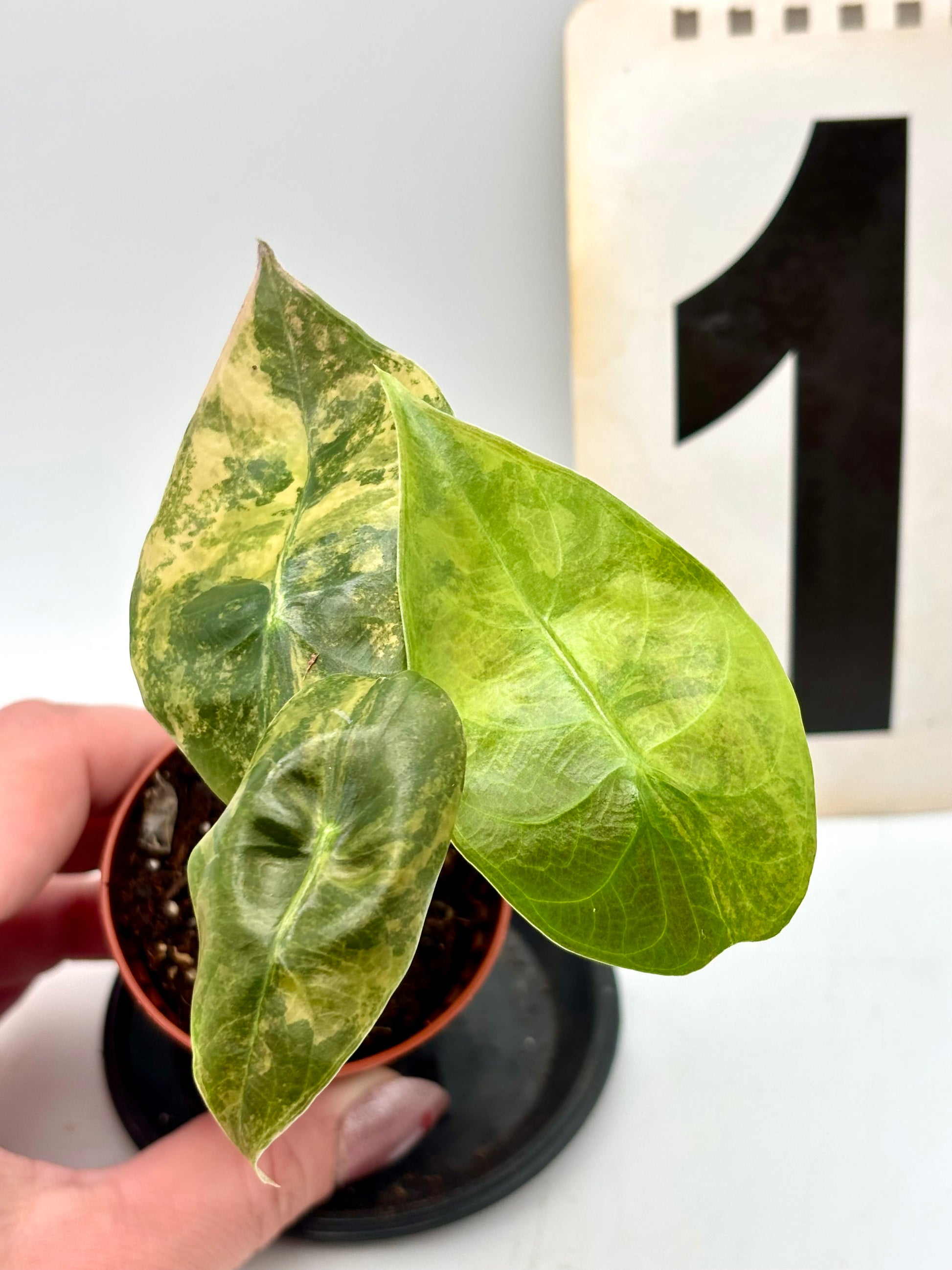 Alocasia Sedenii Aurea Variegata