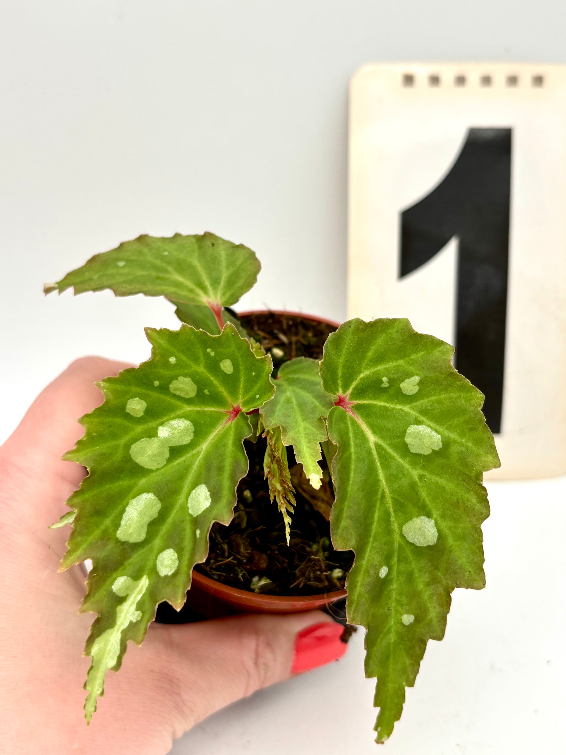 Begonie Mantuk von Exotic-Flowers, mit großen grünen Blättern und bunten Blüten, im Topf auf einer Terrasse.